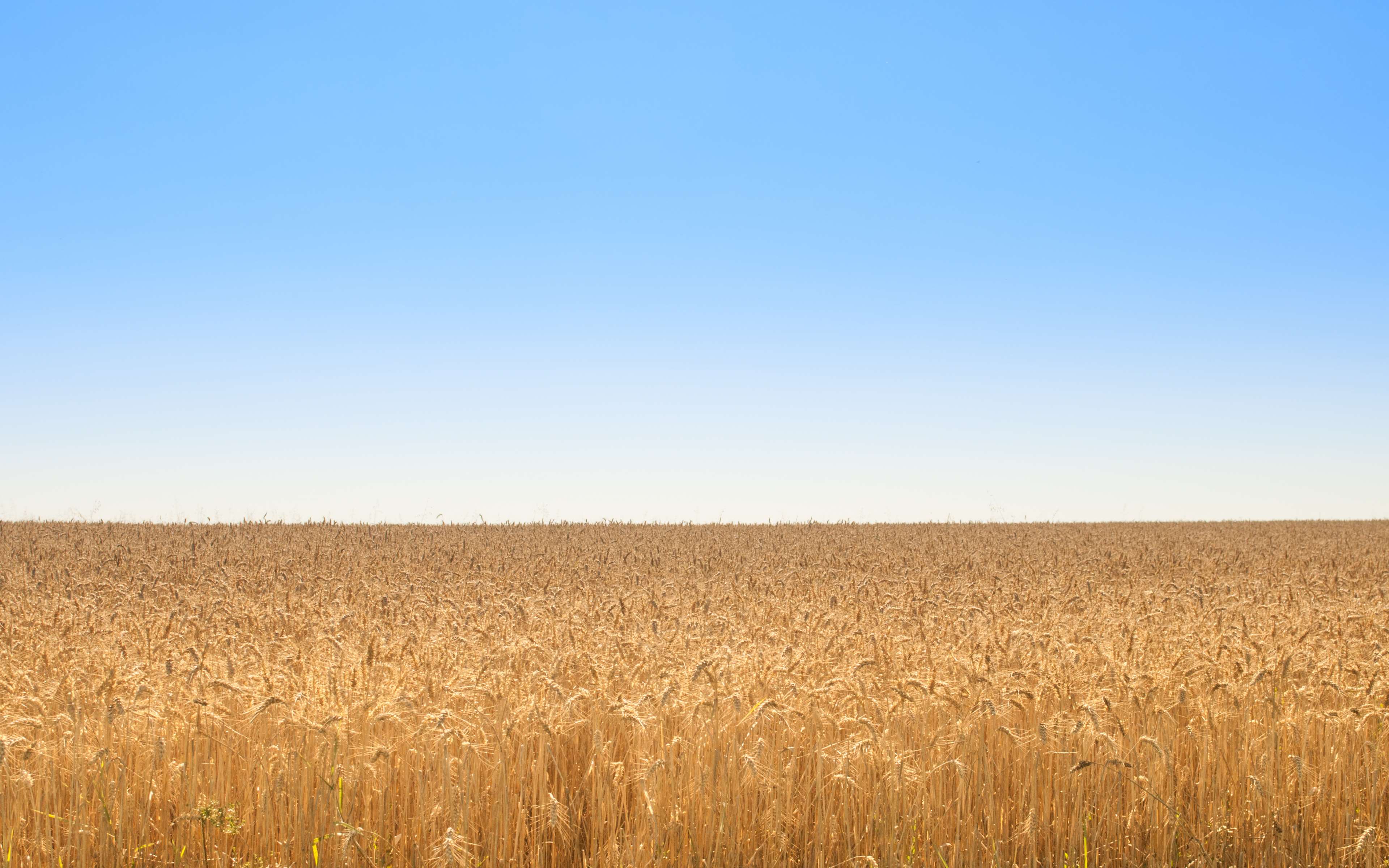 Wheat field under a clear blue sky HD Wallpaper
