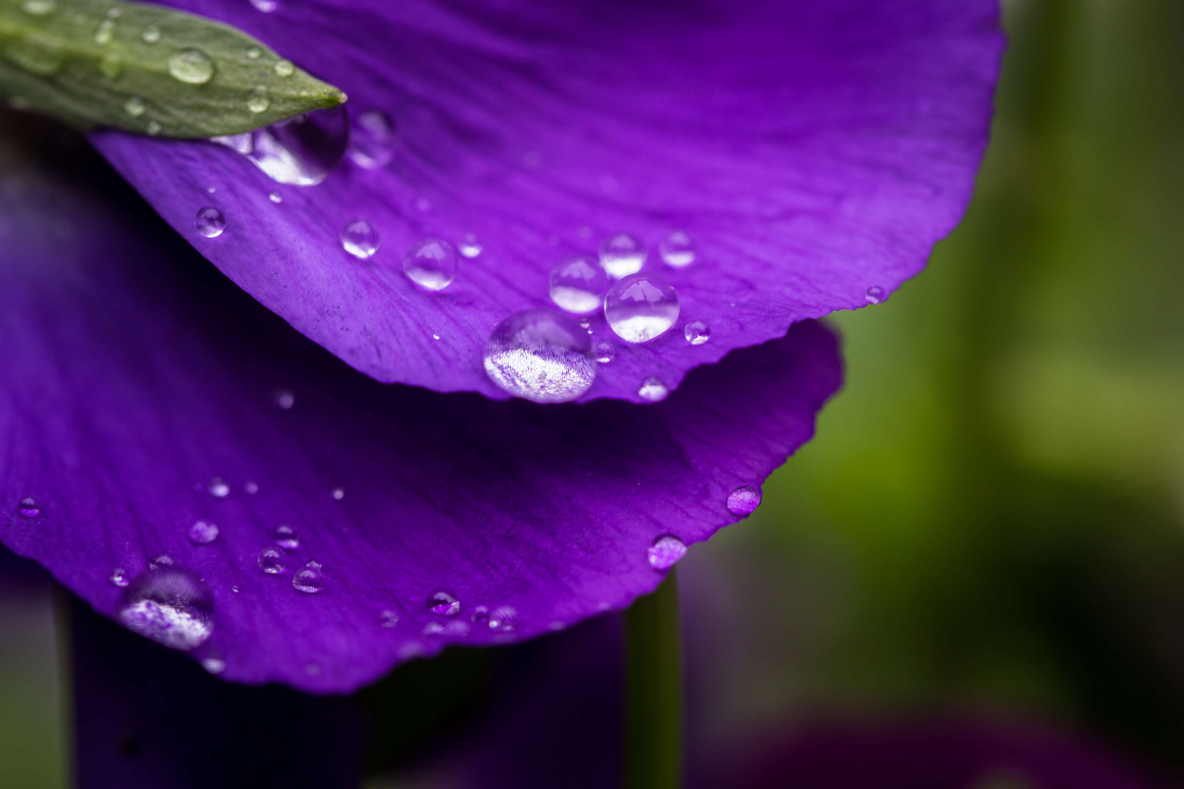 Macro shot of a purple flower with water drops HD Wallpaper