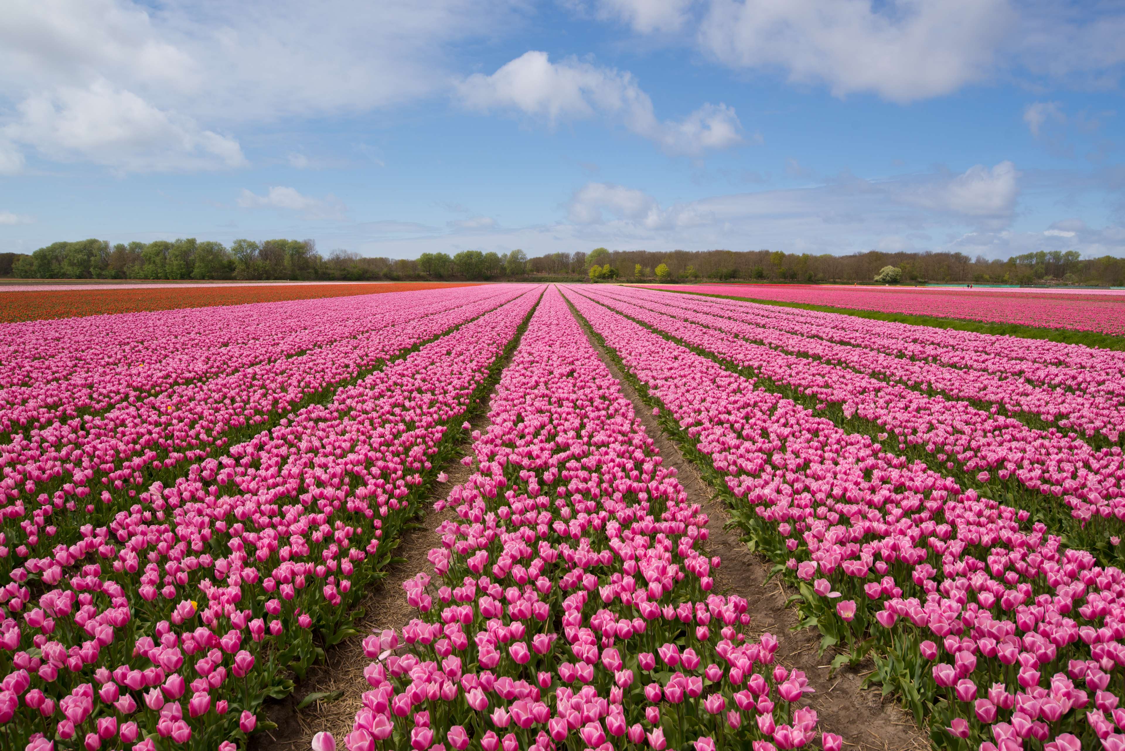 Field of Pink Tulips in the Netherlands HD Wallpaper