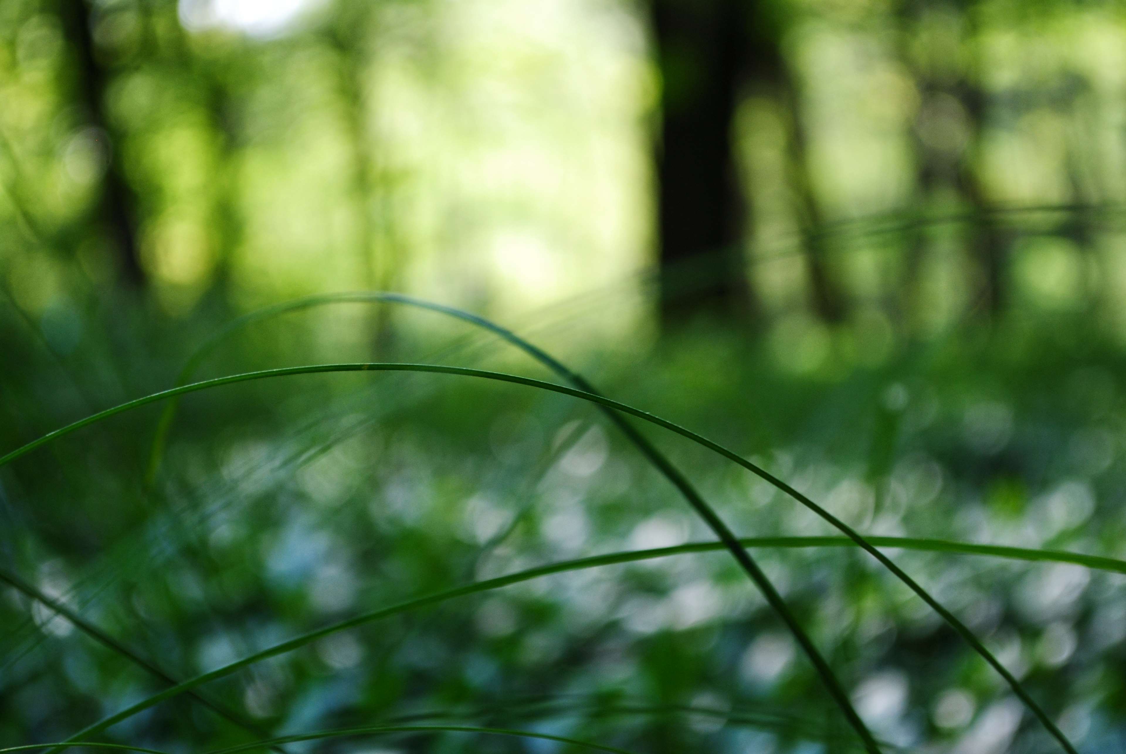 Green grass in a forest HD Wallpaper