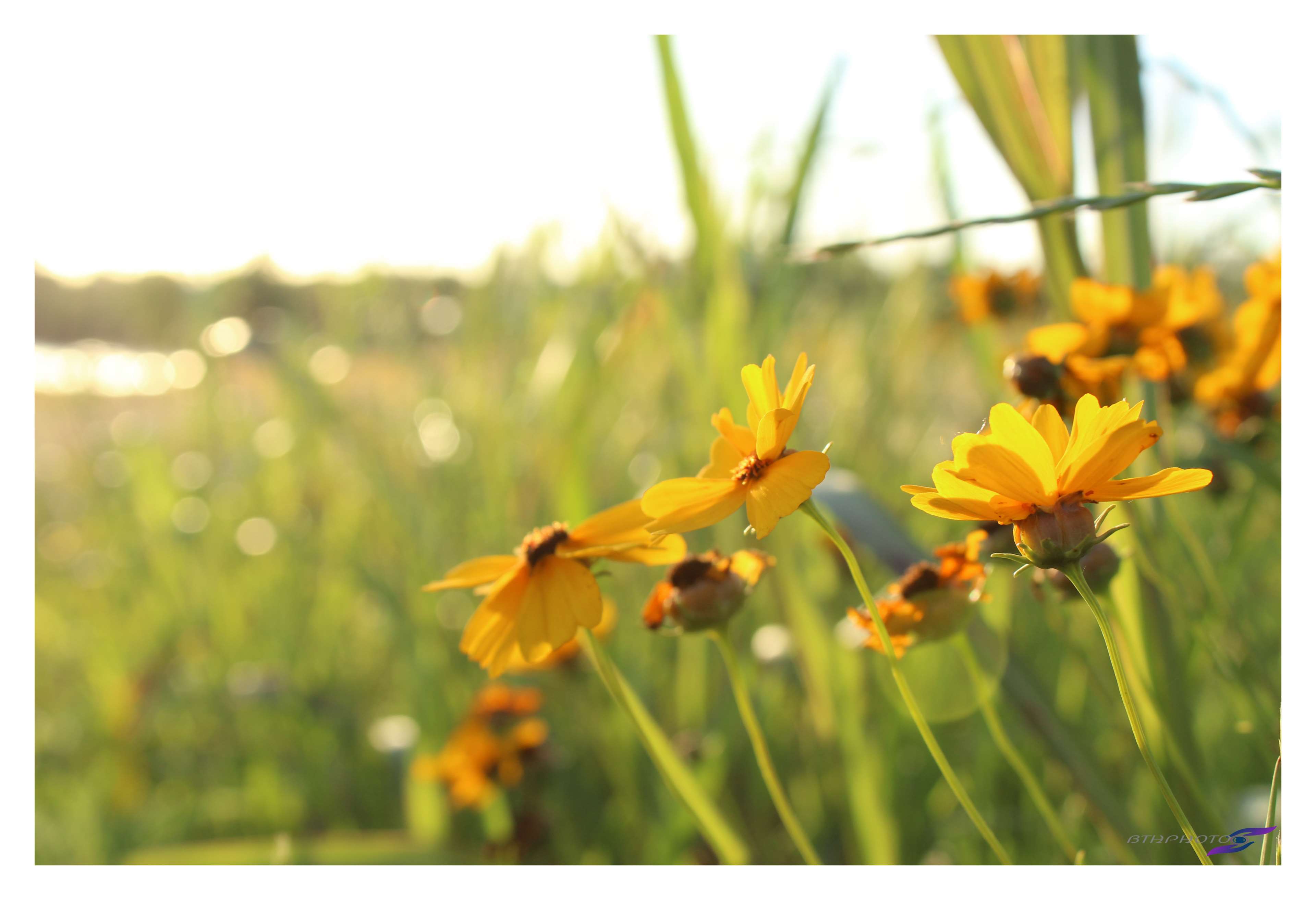 Yellow flowers in nature photography 4K HD Wallpaper