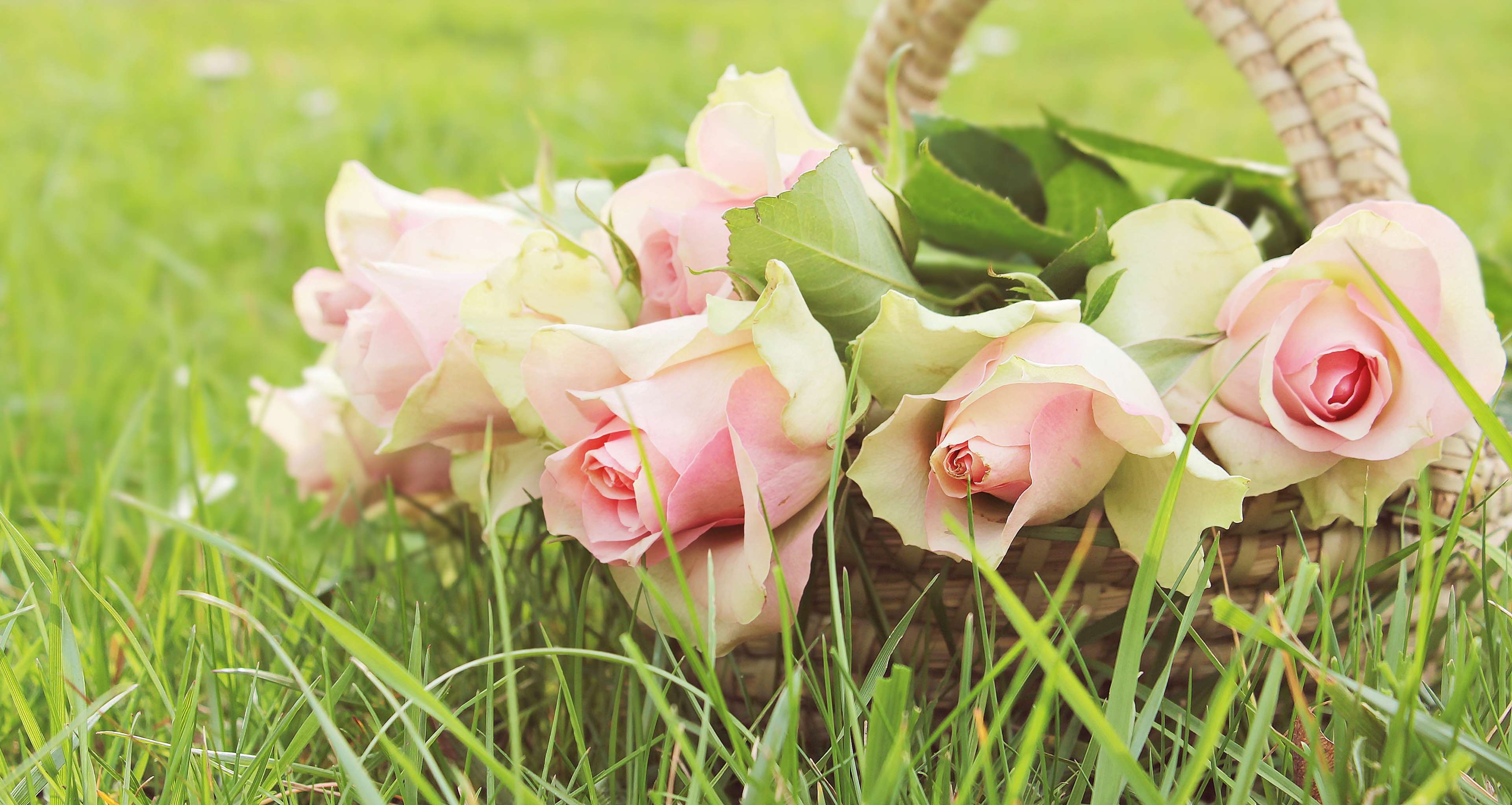 Basket of pink roses in grass HD Wallpaper