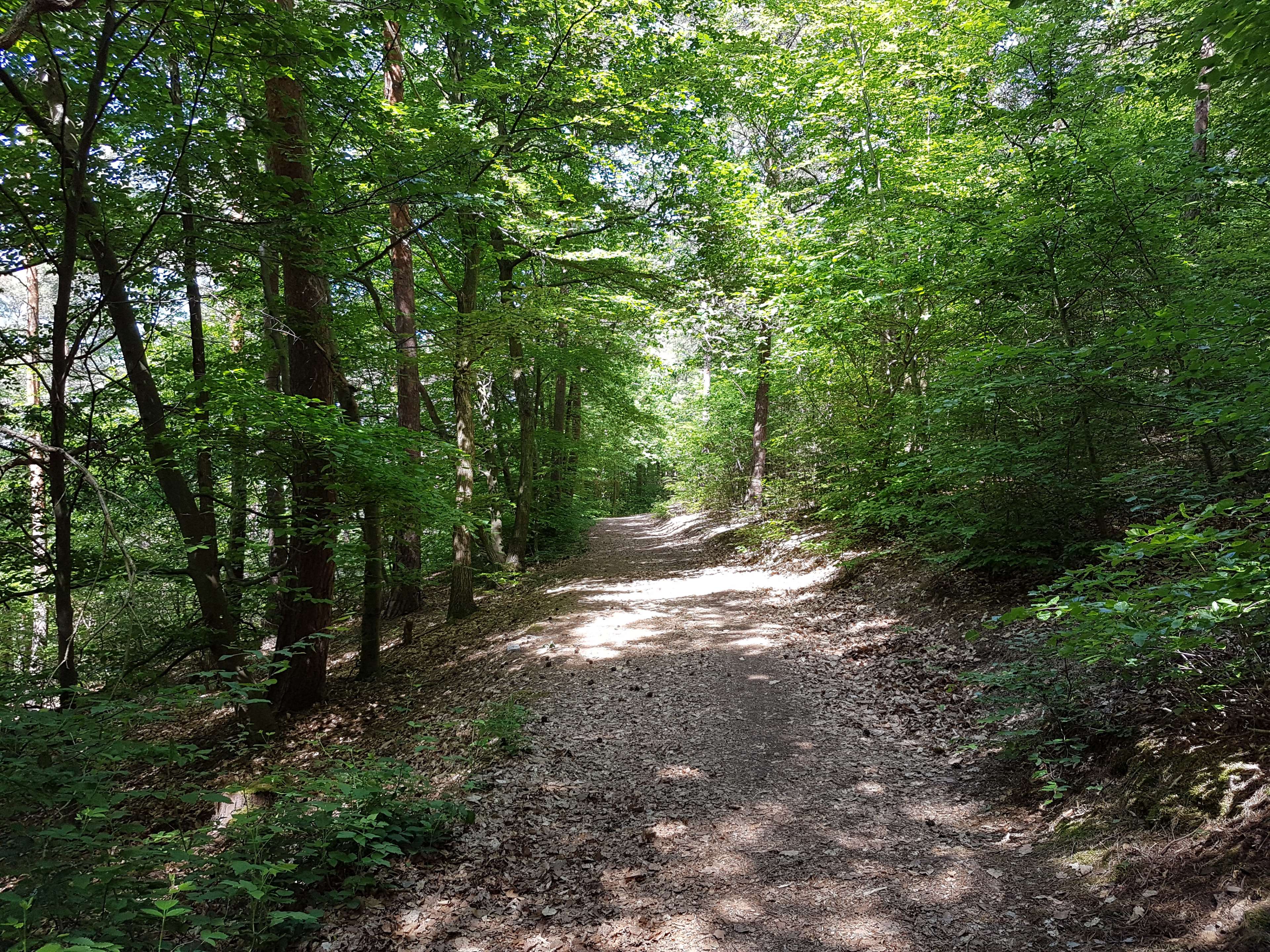 Forest path with trees and sunlight HD Wallpaper