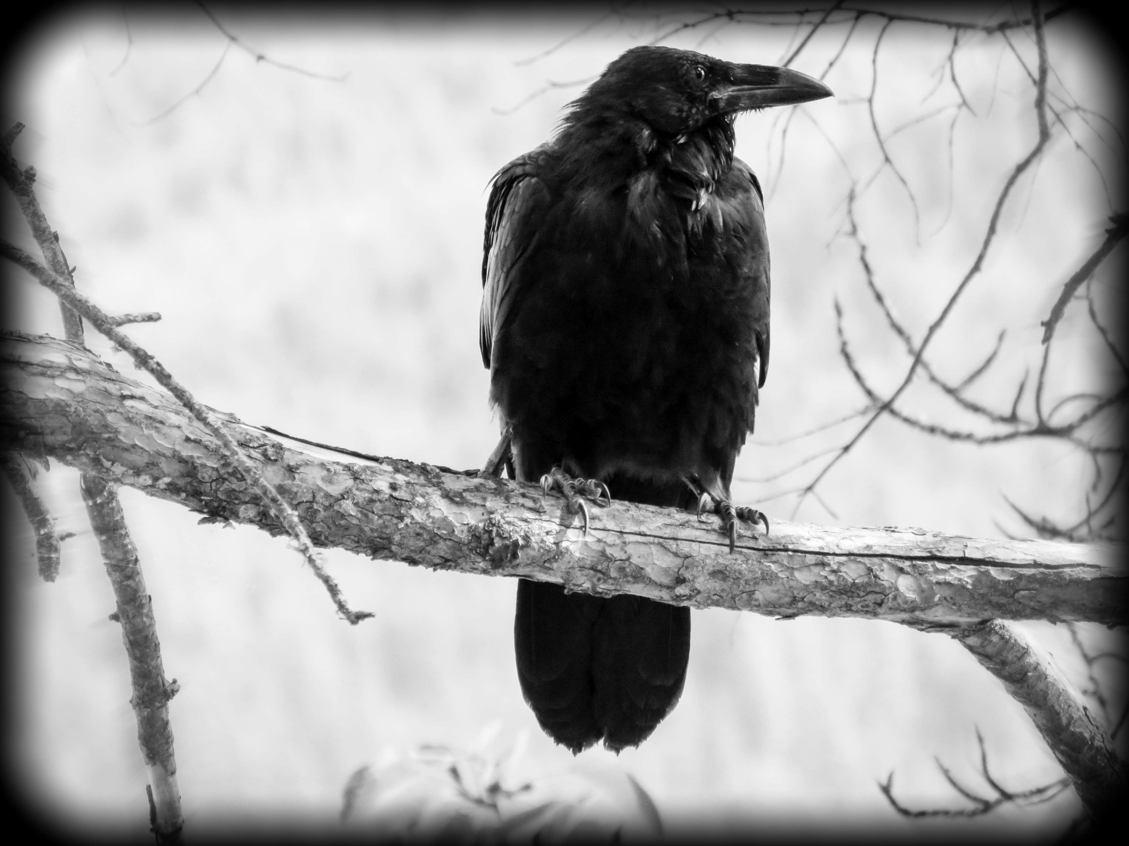 Black crow perched on a tree branch HD Wallpaper