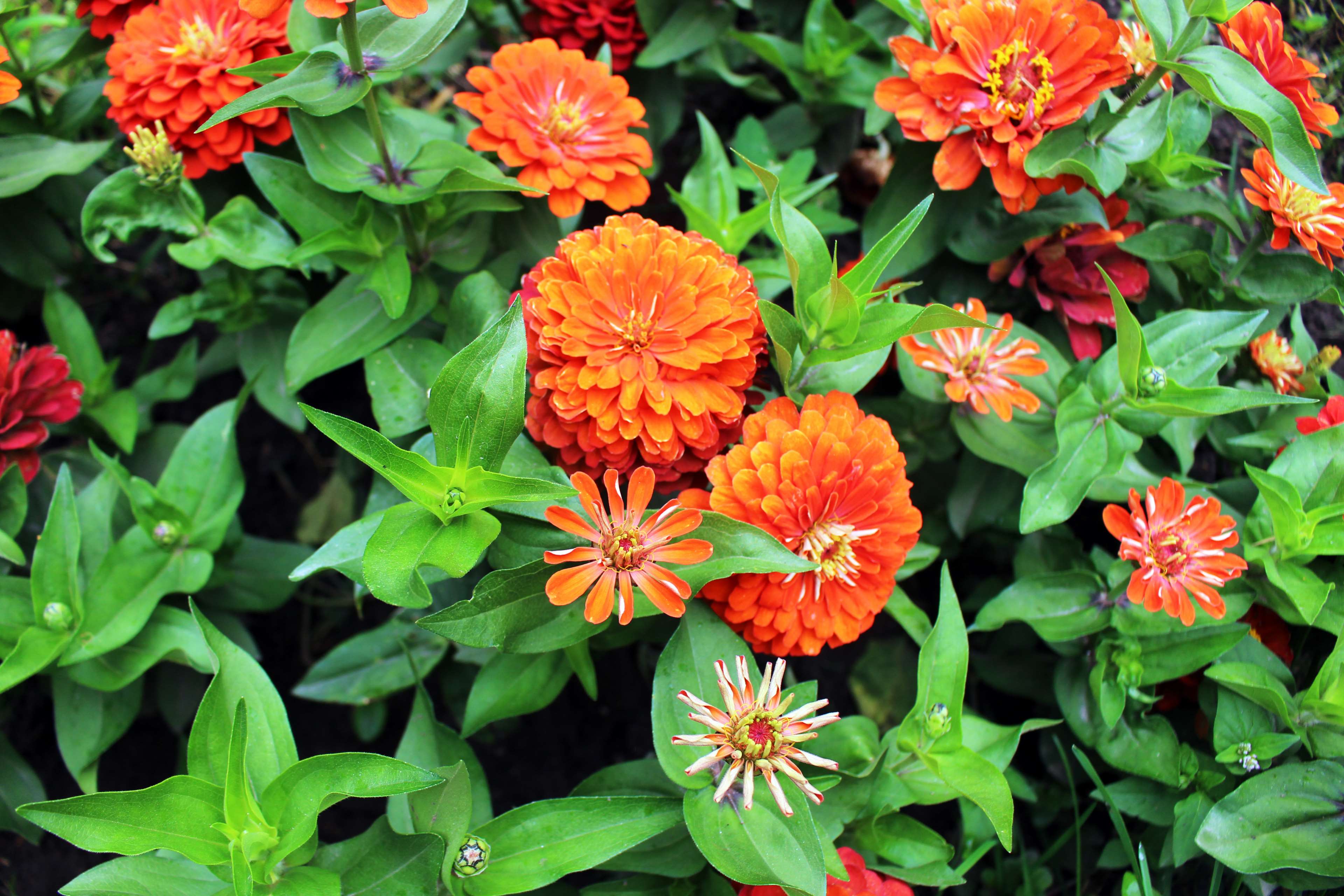 Orange and red zinnias in bloom HD Wallpaper