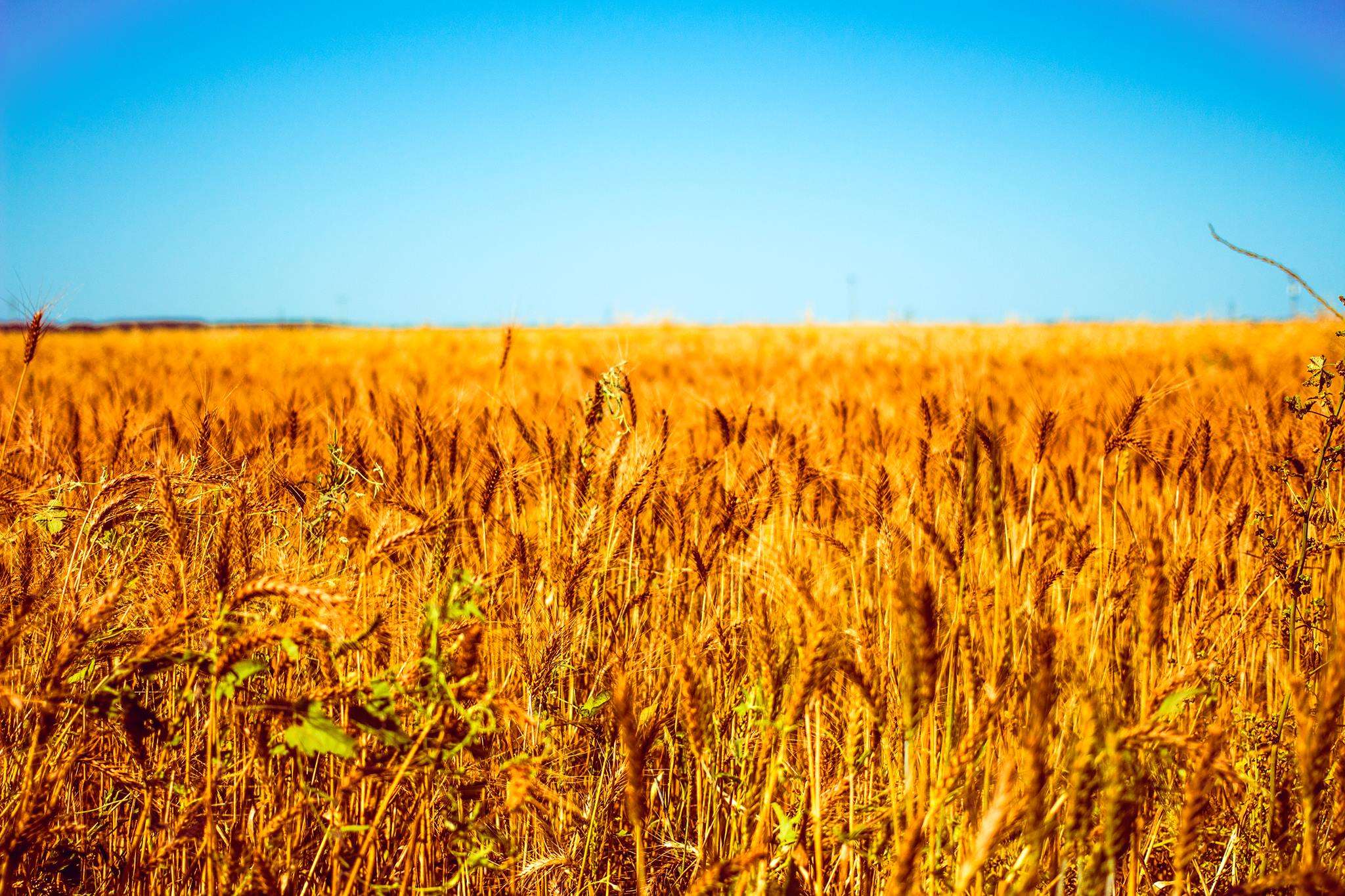 Wheat field under a clear blue sky HD Wallpaper
