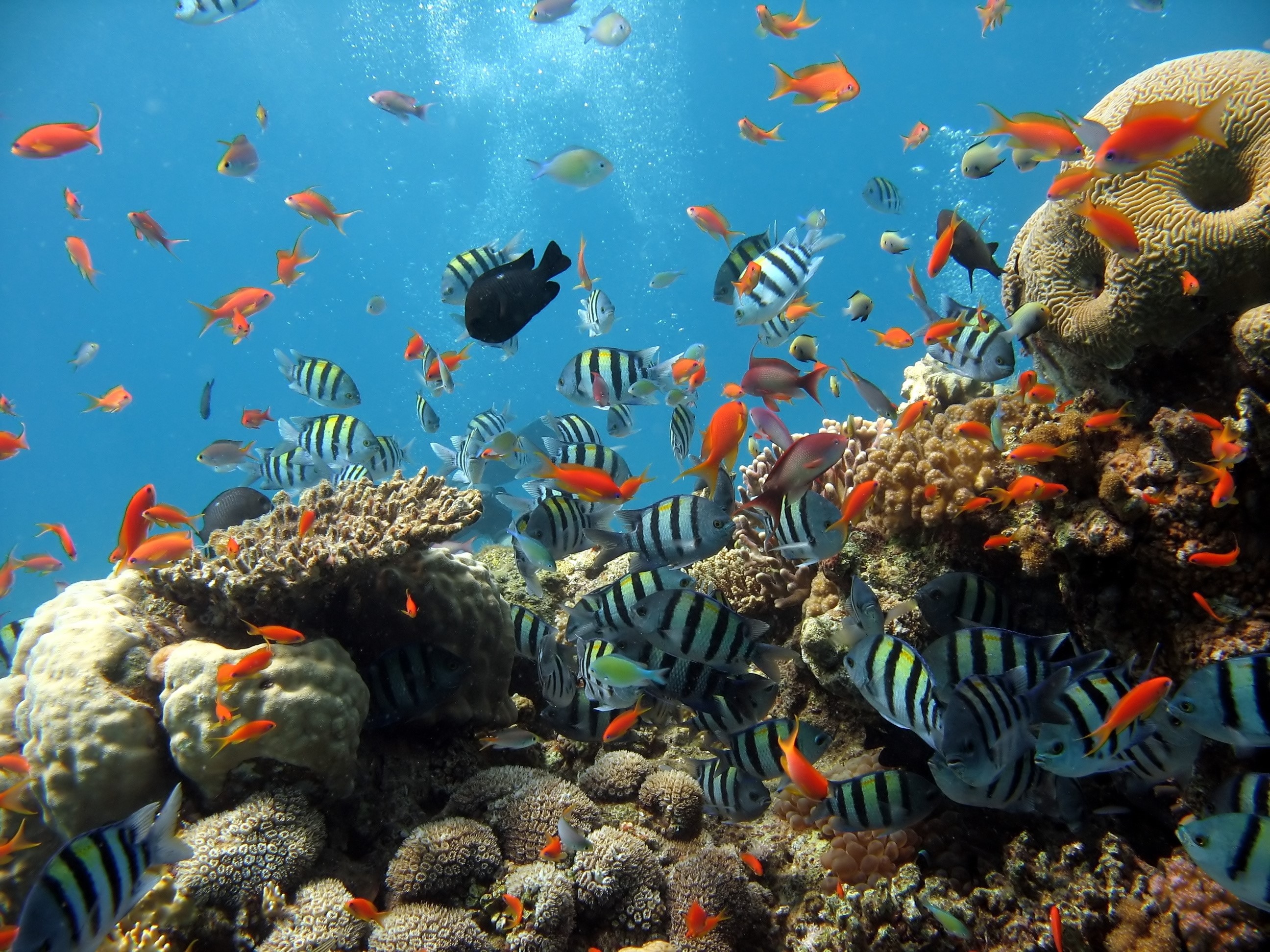 School of fish swimming around coral reef underwater HD Wallpaper