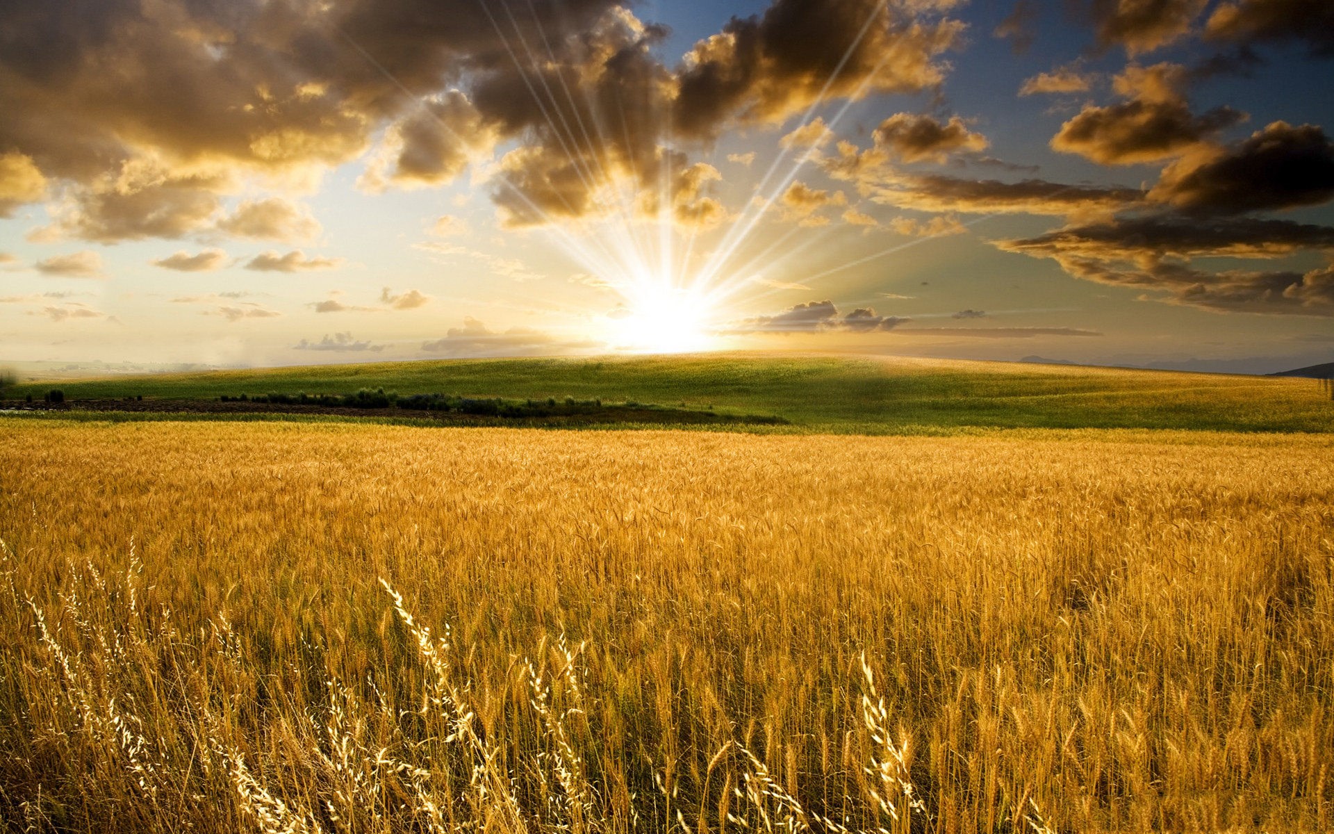 Golden wheat field at sunset with sun rays HD Wallpaper