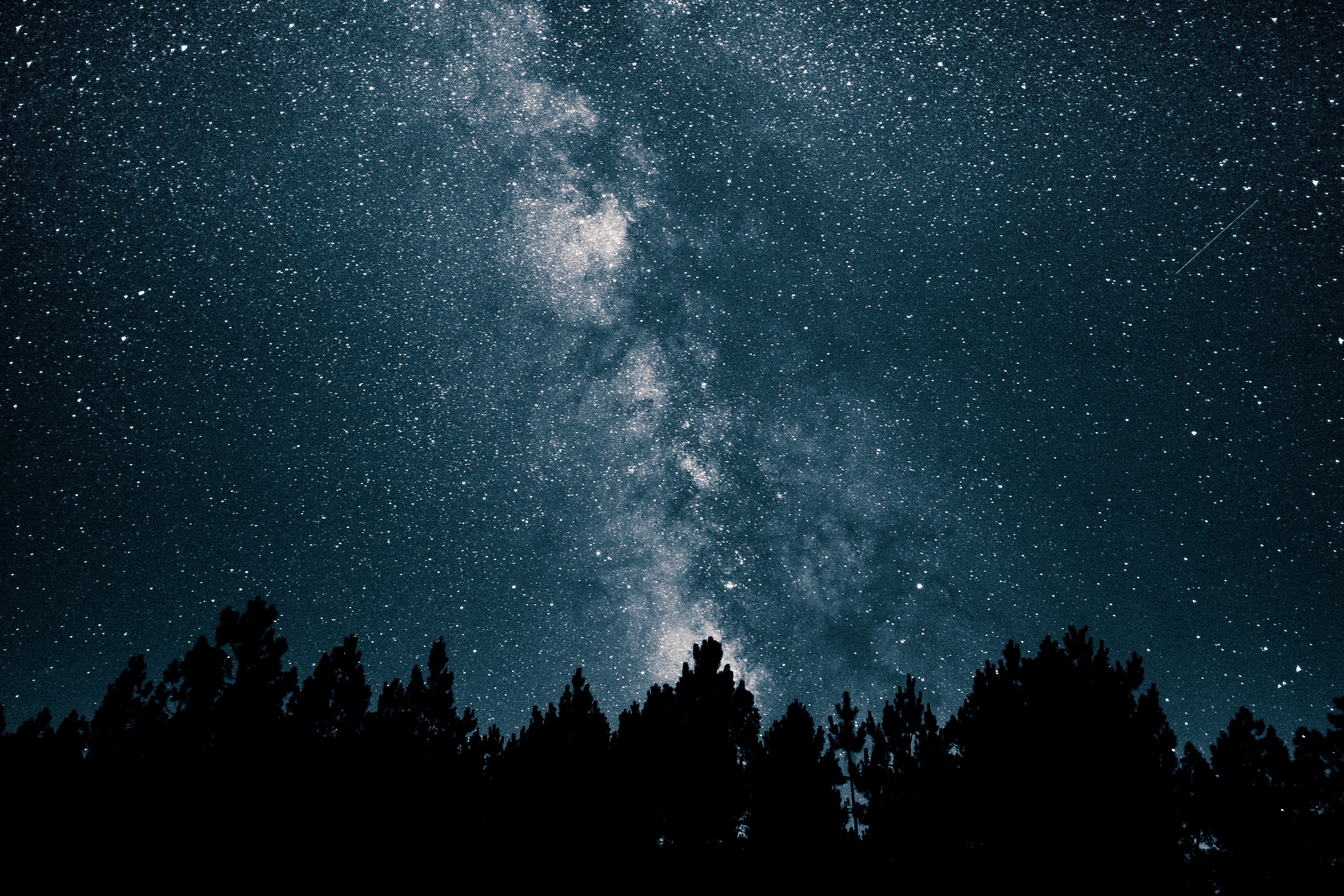 Milky Way galaxy over silhouetted pine trees at night HD Wallpaper