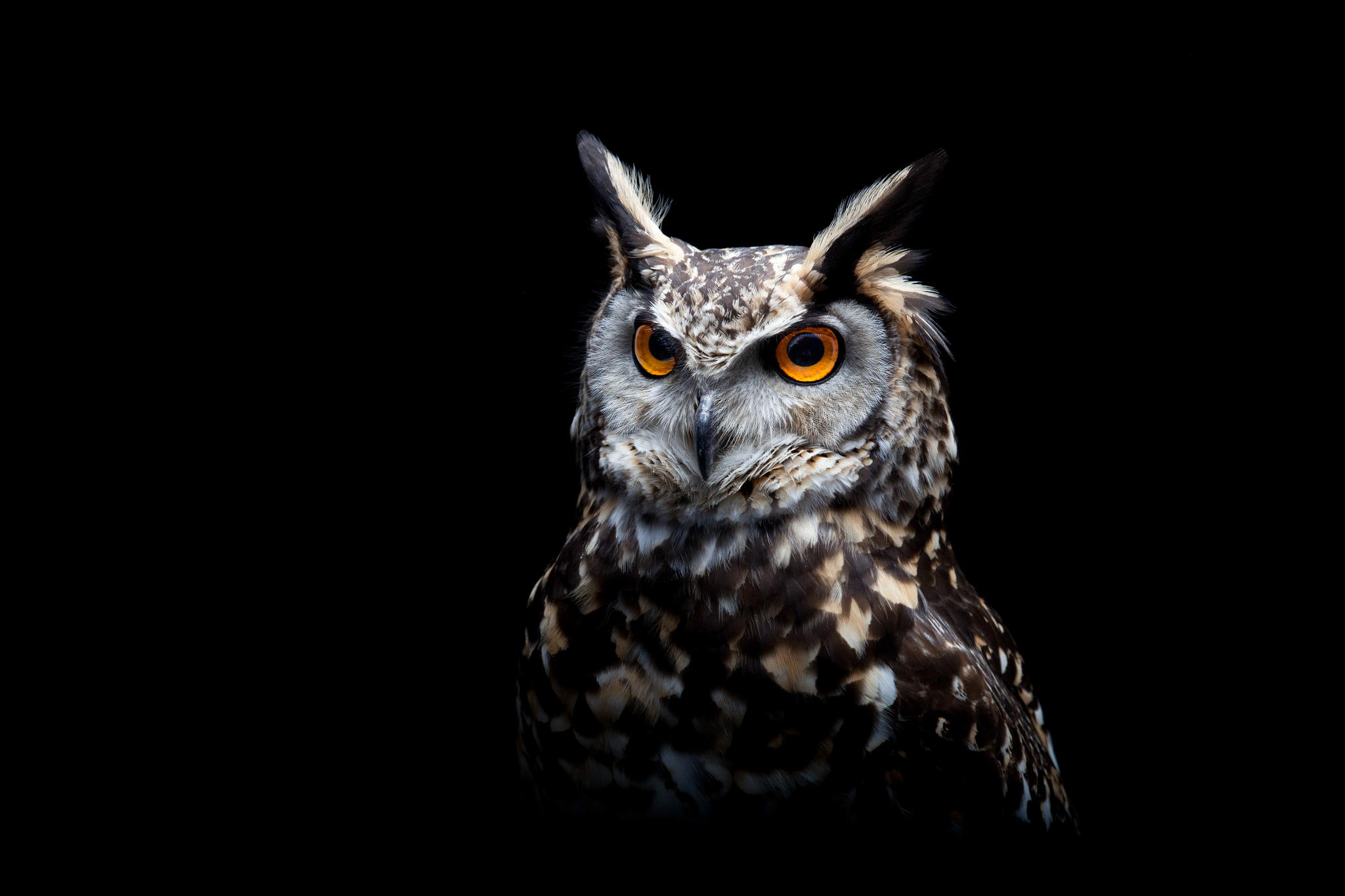Close-up of a spotted eagle-owl with bright orange eyes HD Wallpaper