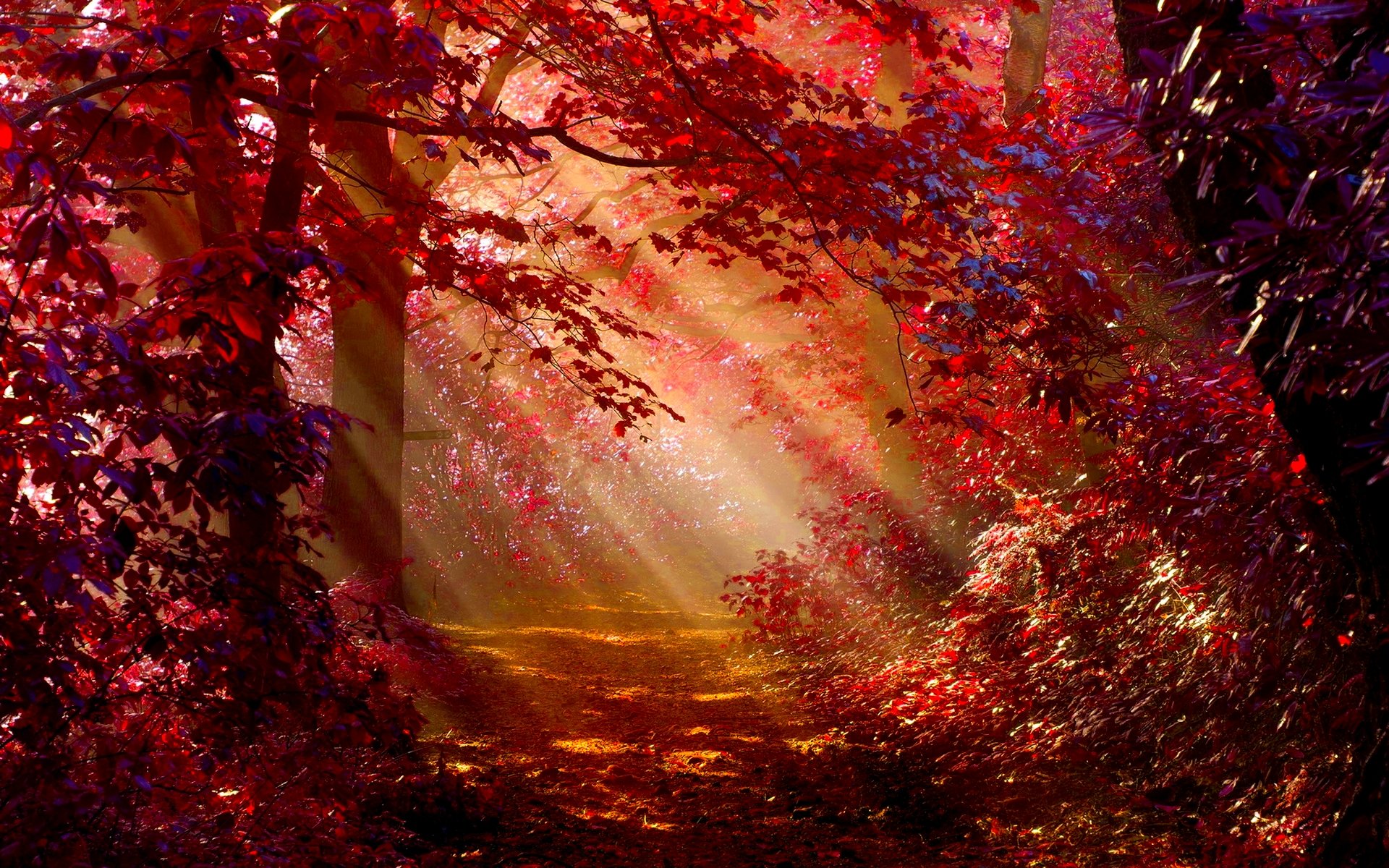 Sunlight filtering through a red autumn forest path HD Wallpaper