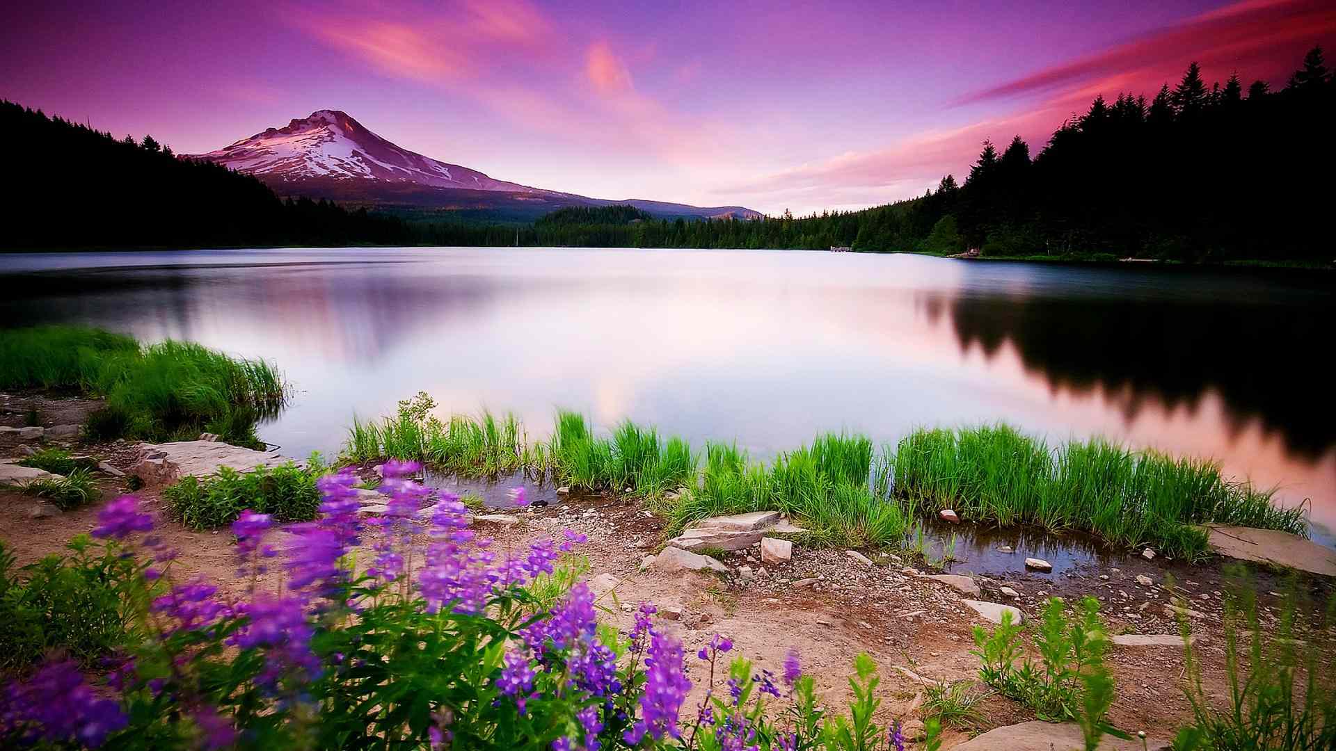 Mountain lake with purple sky and flowers HD Wallpaper