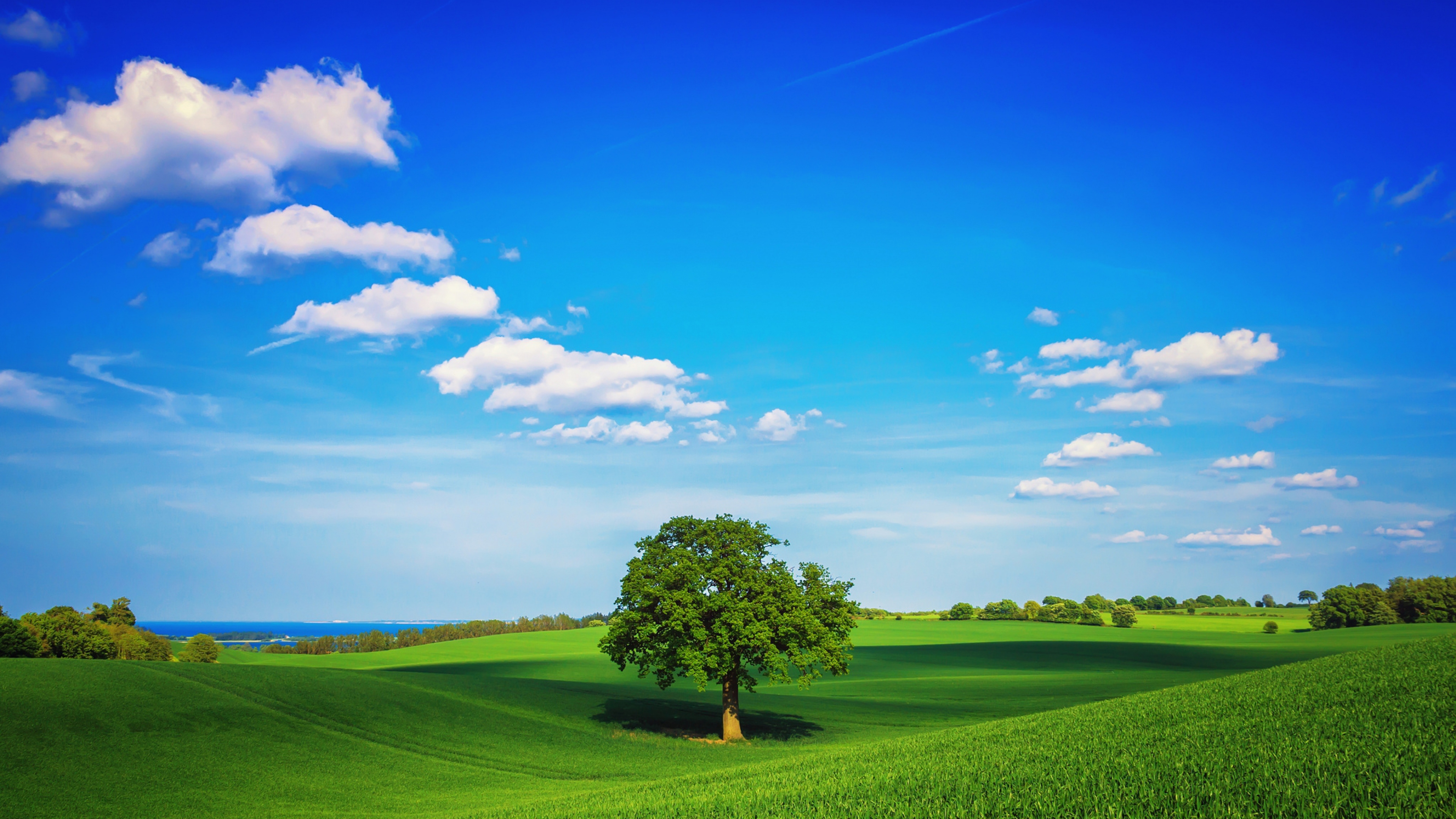 Green fields with a lone tree under a blue sky HD Wallpaper