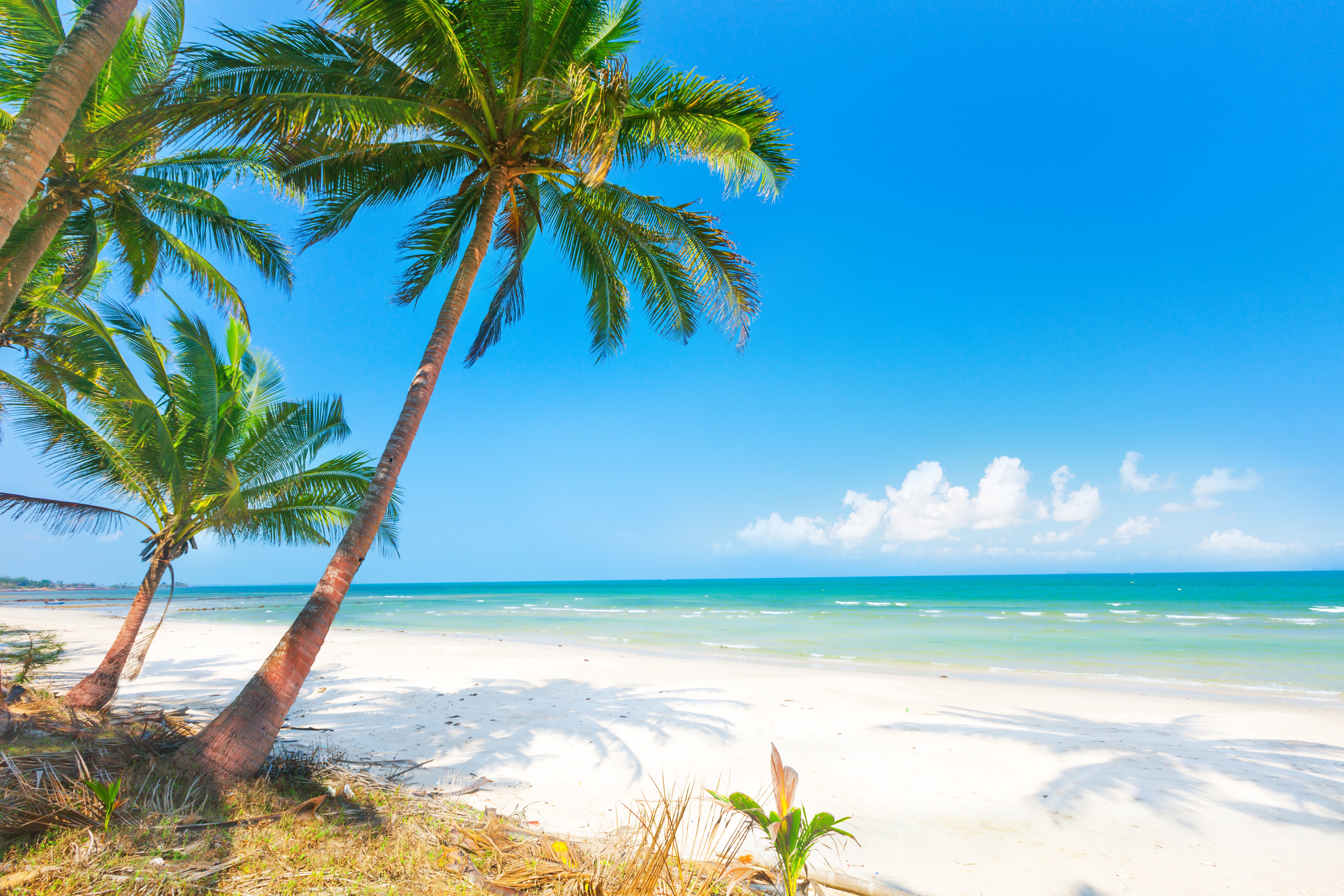 Palm trees on a white sand beach with turquoise ocean HD Wallpaper