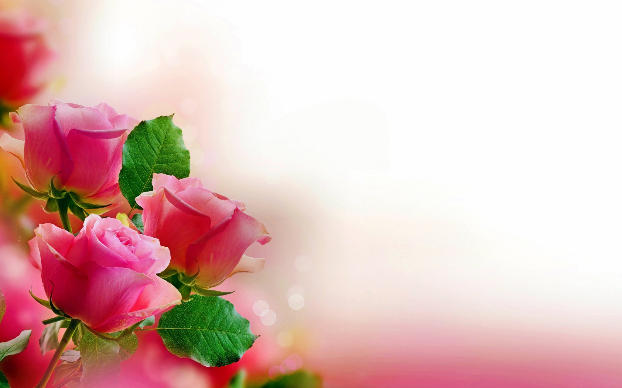 Pink roses with green leaves HD Wallpaper