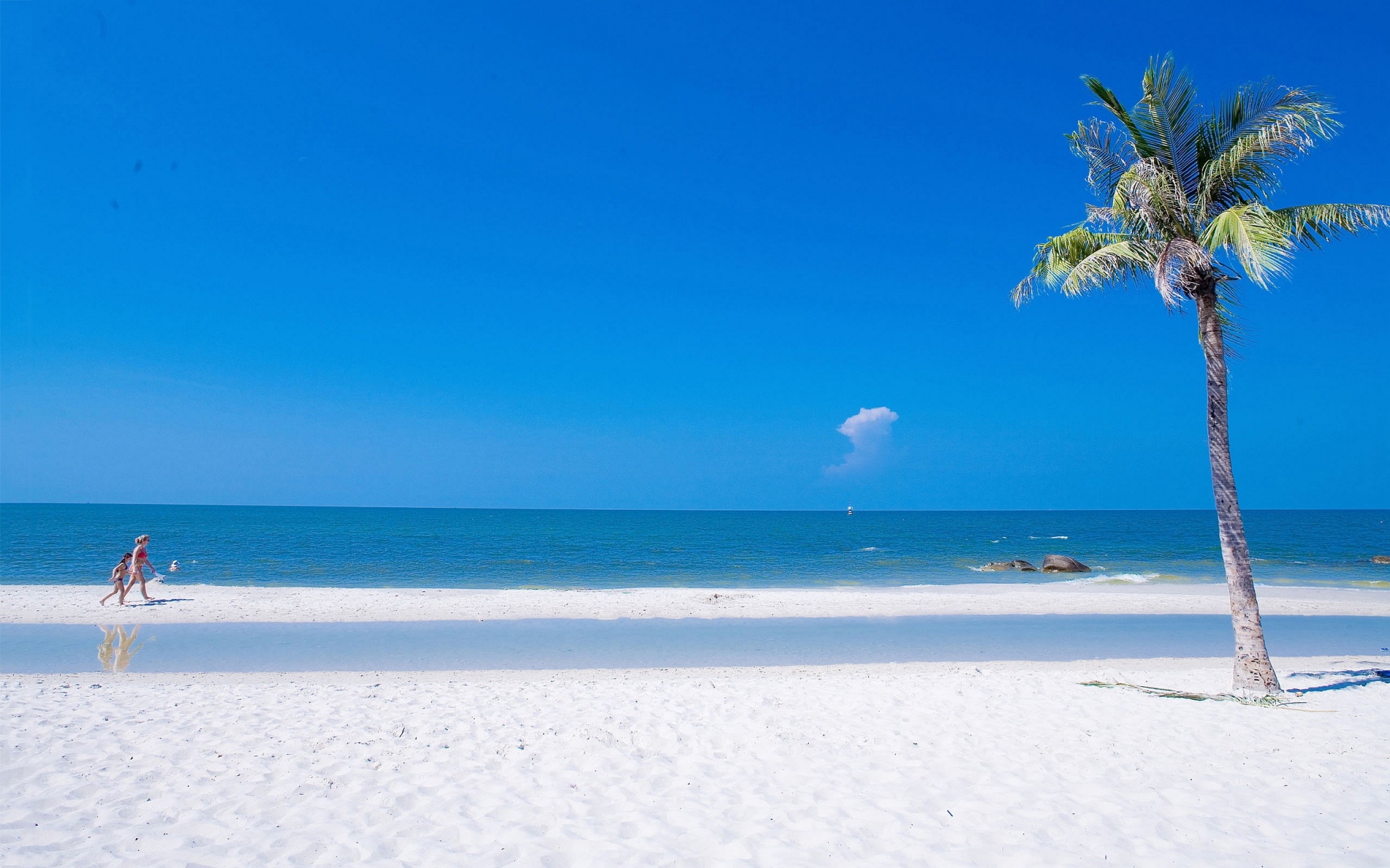 Two people walking on a tropical beach with palm tree HD Wallpaper