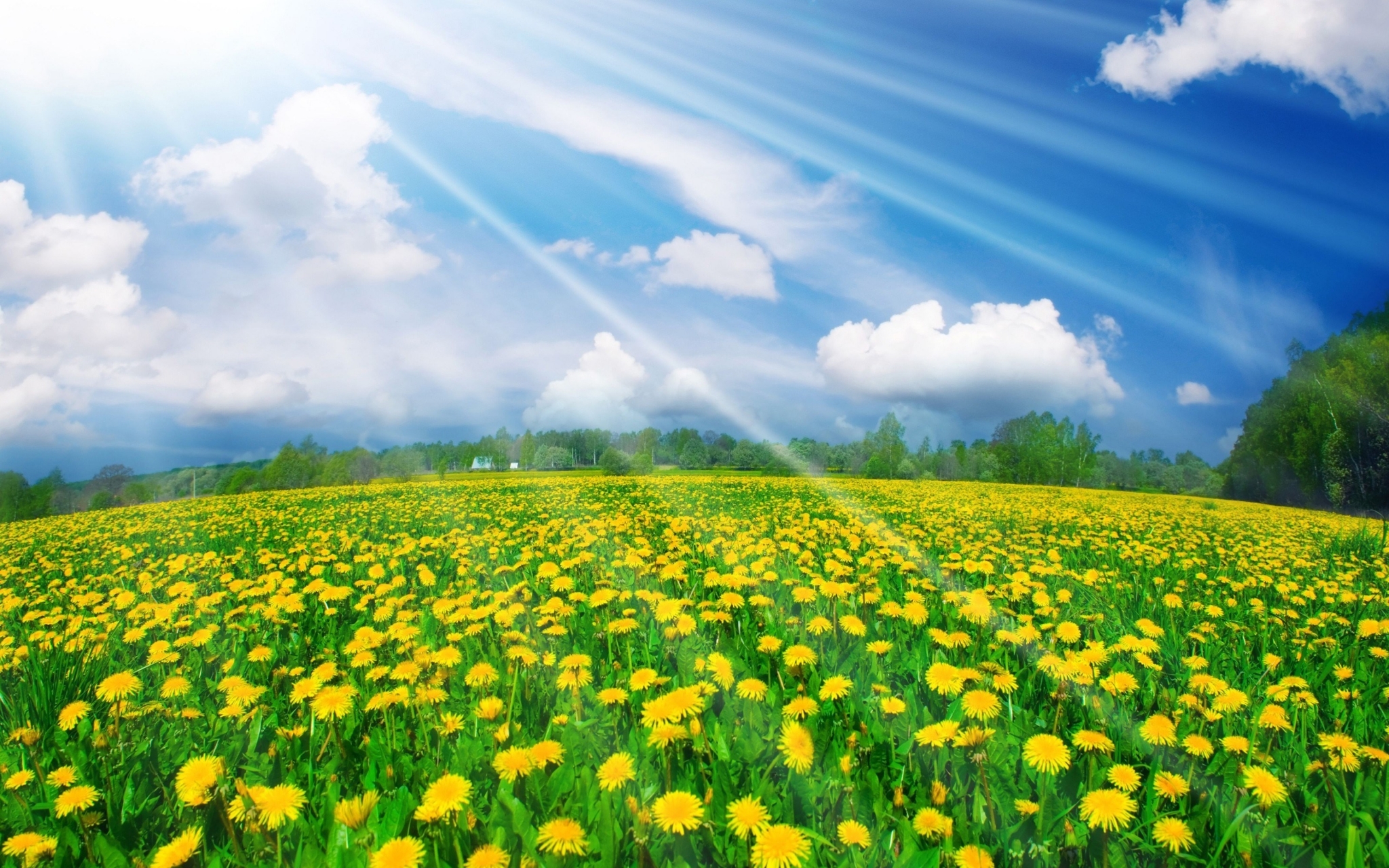 Field of yellow dandelions under a sunny sky HD Wallpaper