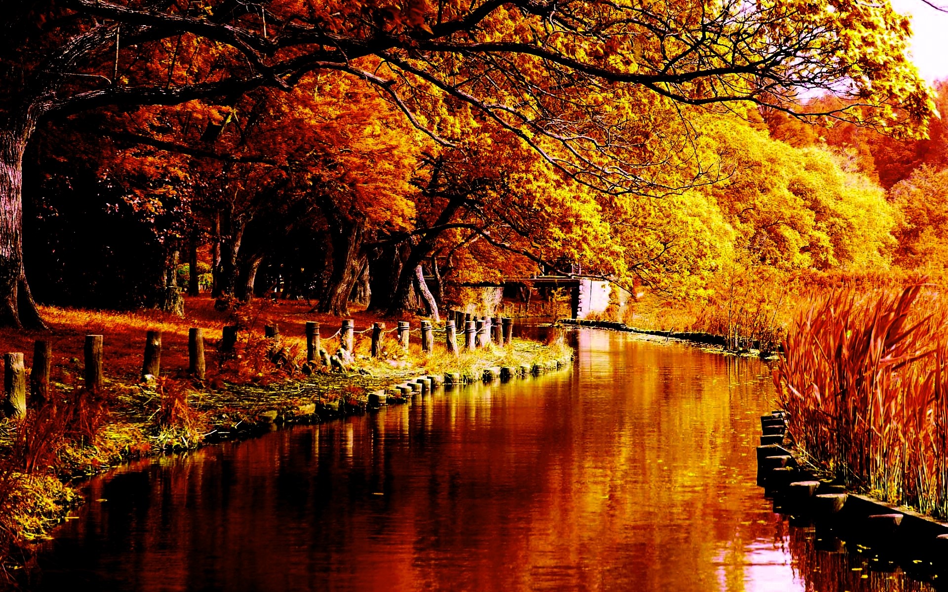 Autumn river with trees and reeds HD Wallpaper