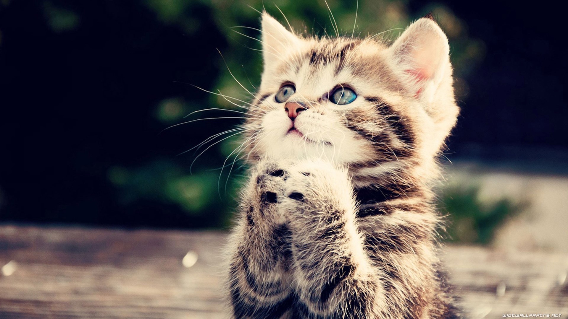 Tabby kitten with blue eyes praying HD Wallpaper