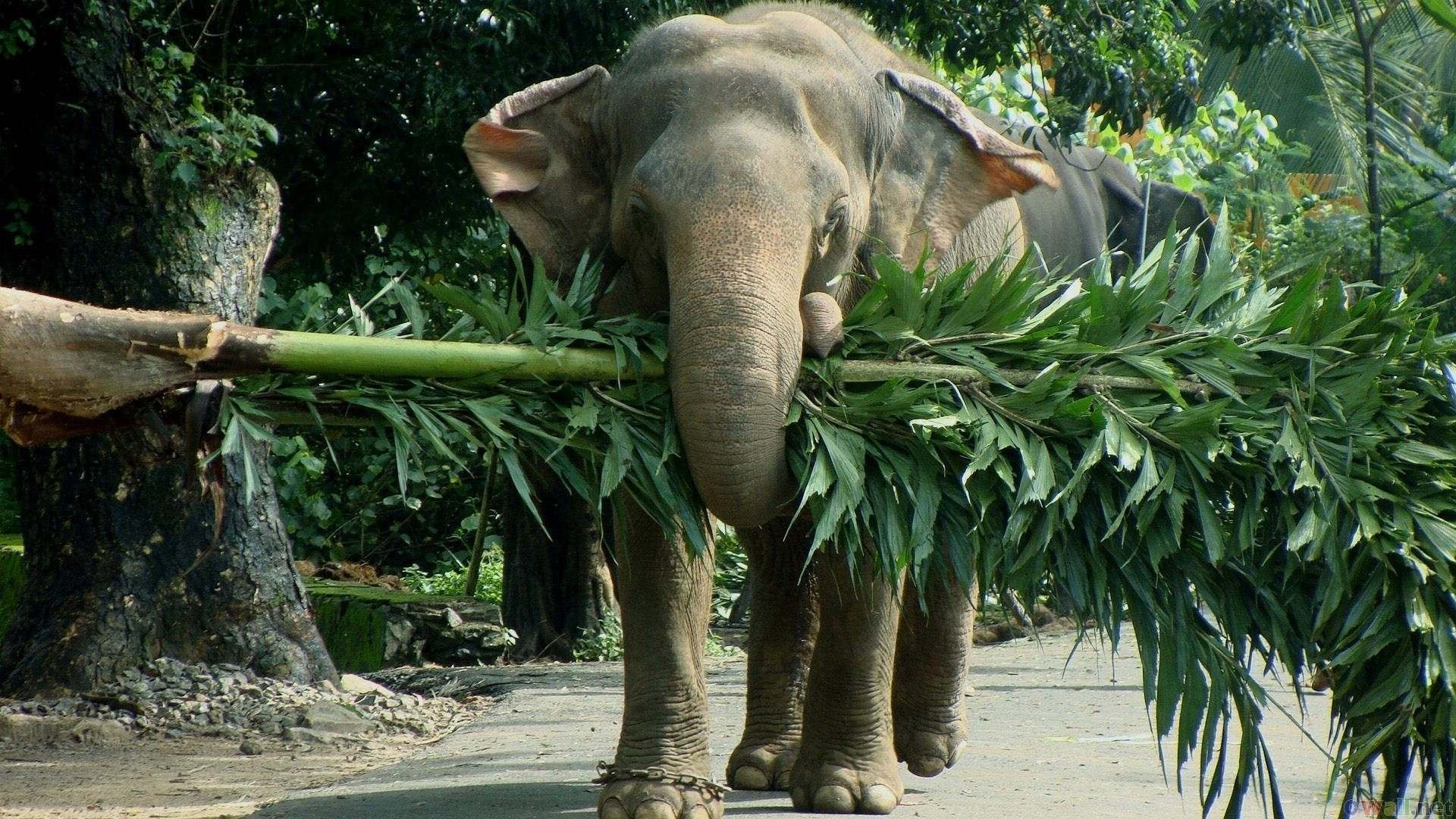 Elephant carrying branches HD Wallpaper