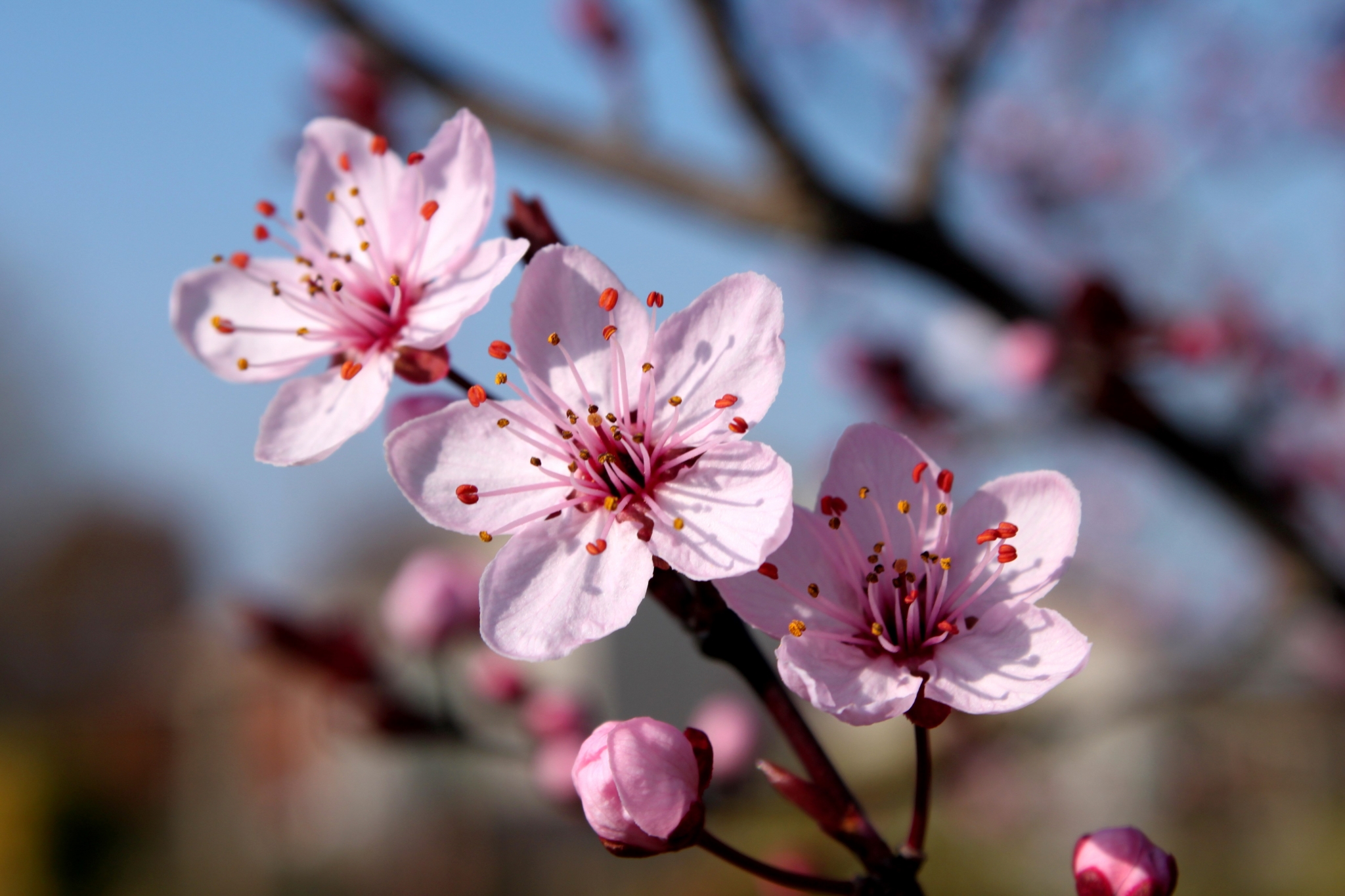 Pink cherry blossoms on a branch HD Wallpaper