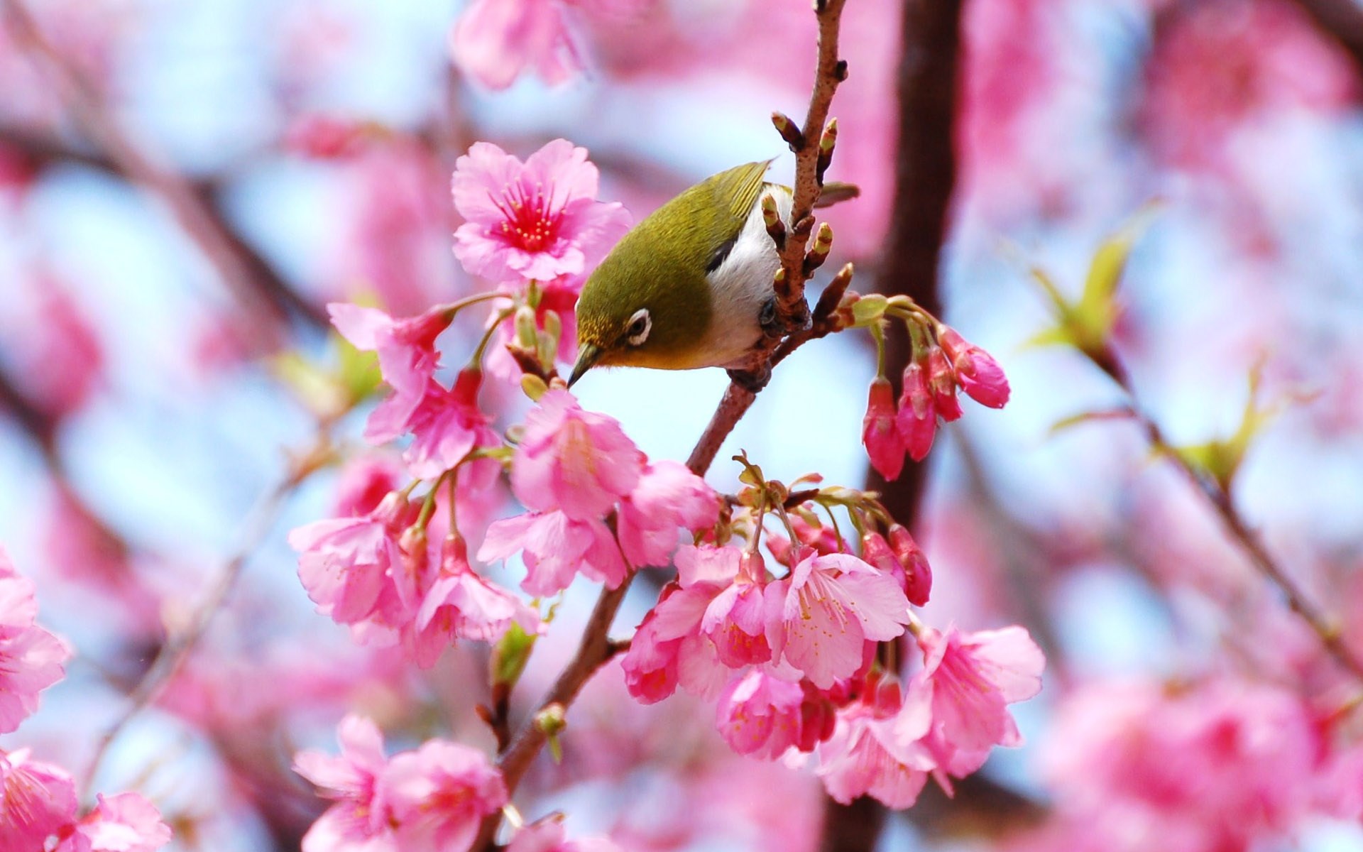 A small bird on a cherry blossom branch HD Wallpaper