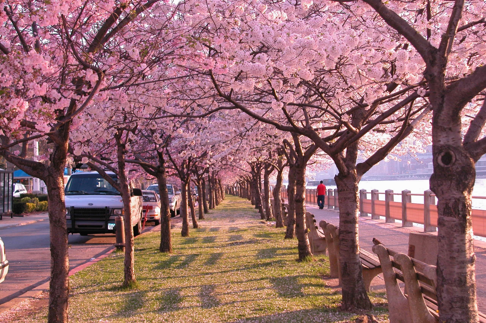 Cherry blossoms line a walkway with a river and city in the background HD Wallpaper