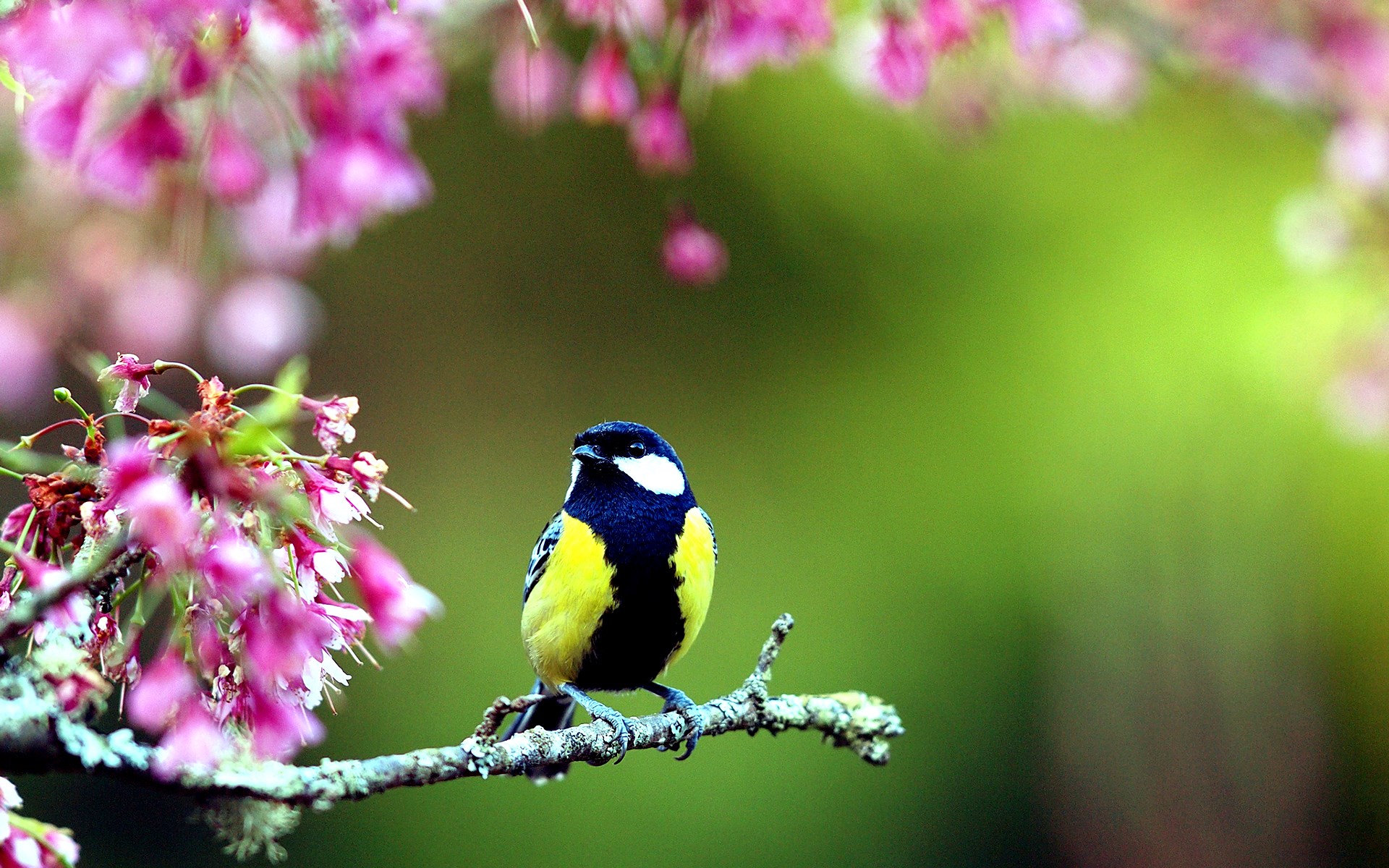 Great Tit bird on a branch with pink flowers HD Wallpaper