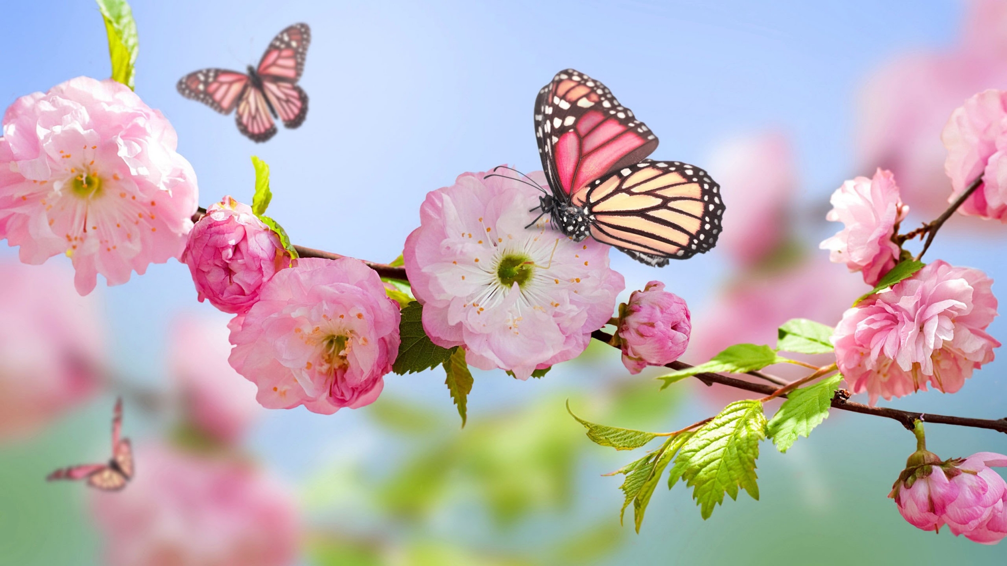 Pink Cherry Blossoms and Monarch Butterflies HD Wallpaper