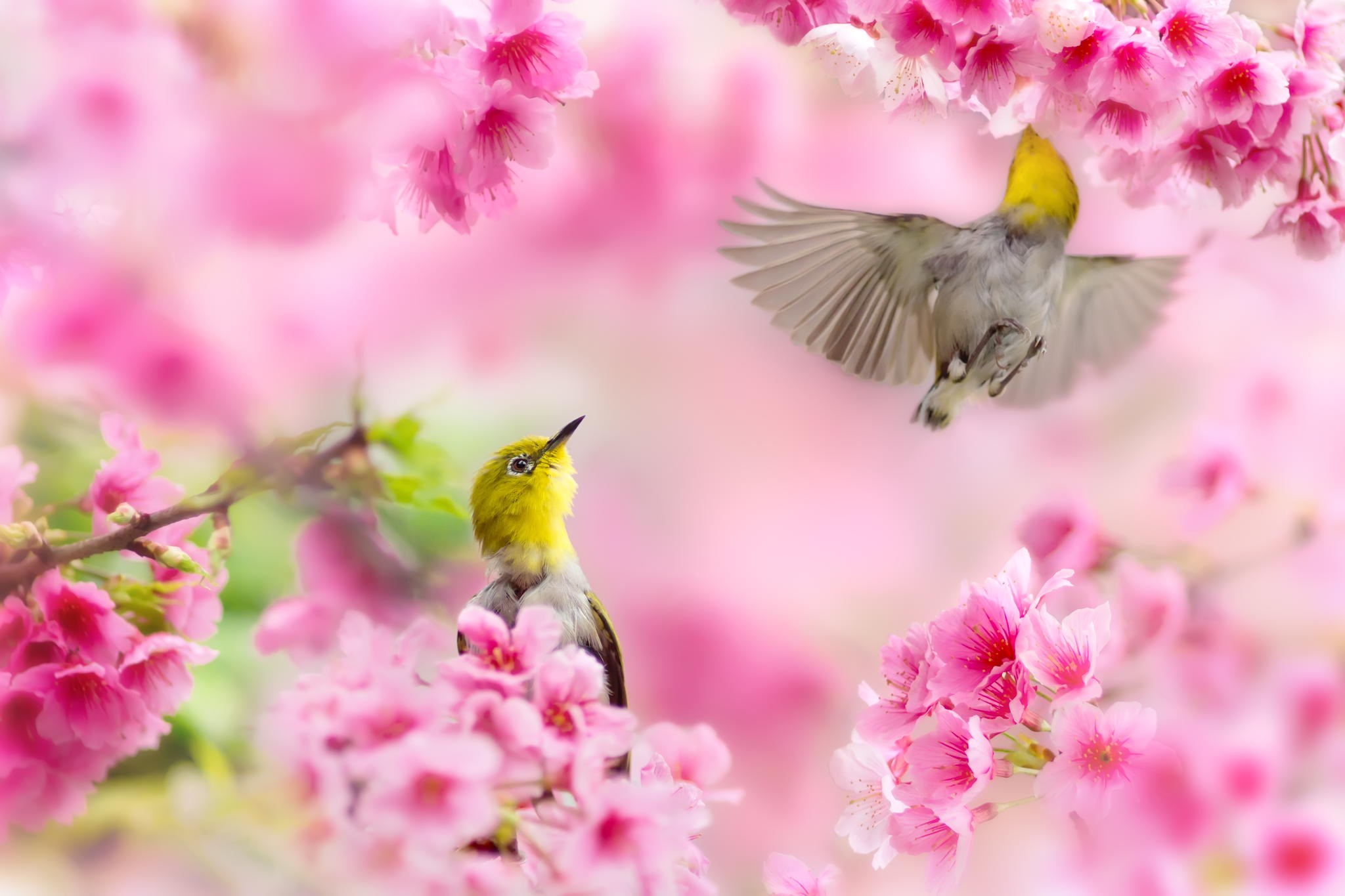 Two birds among pink cherry blossoms HD Wallpaper