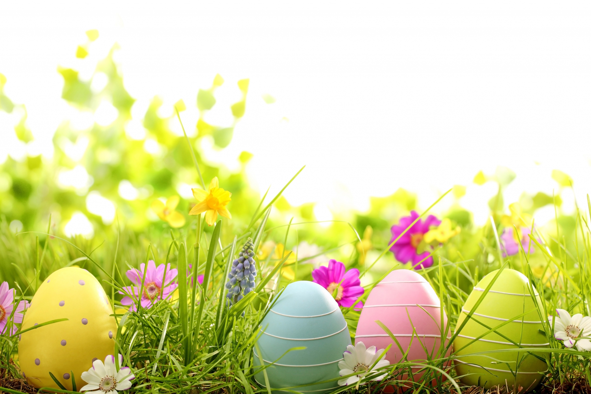 Easter eggs in a grassy field with flowers HD Wallpaper