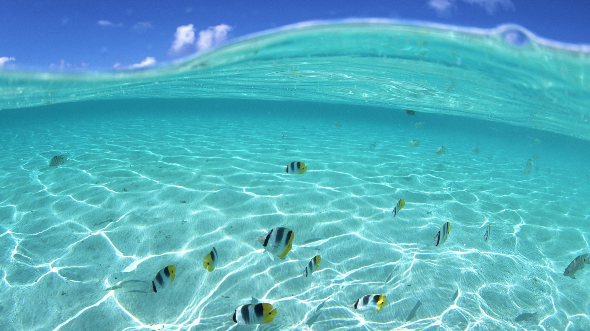 Crystal Clear Underwater Ocean Scene with Tropical Fish HD Wallpaper