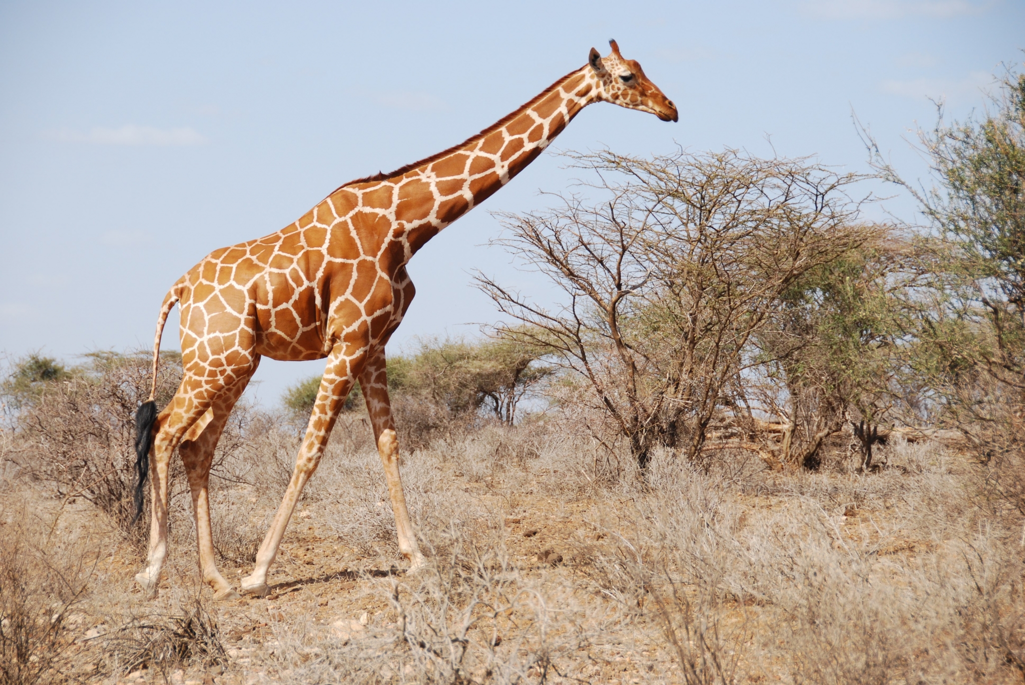 Giraffe walking in a dry savanna HD Wallpaper