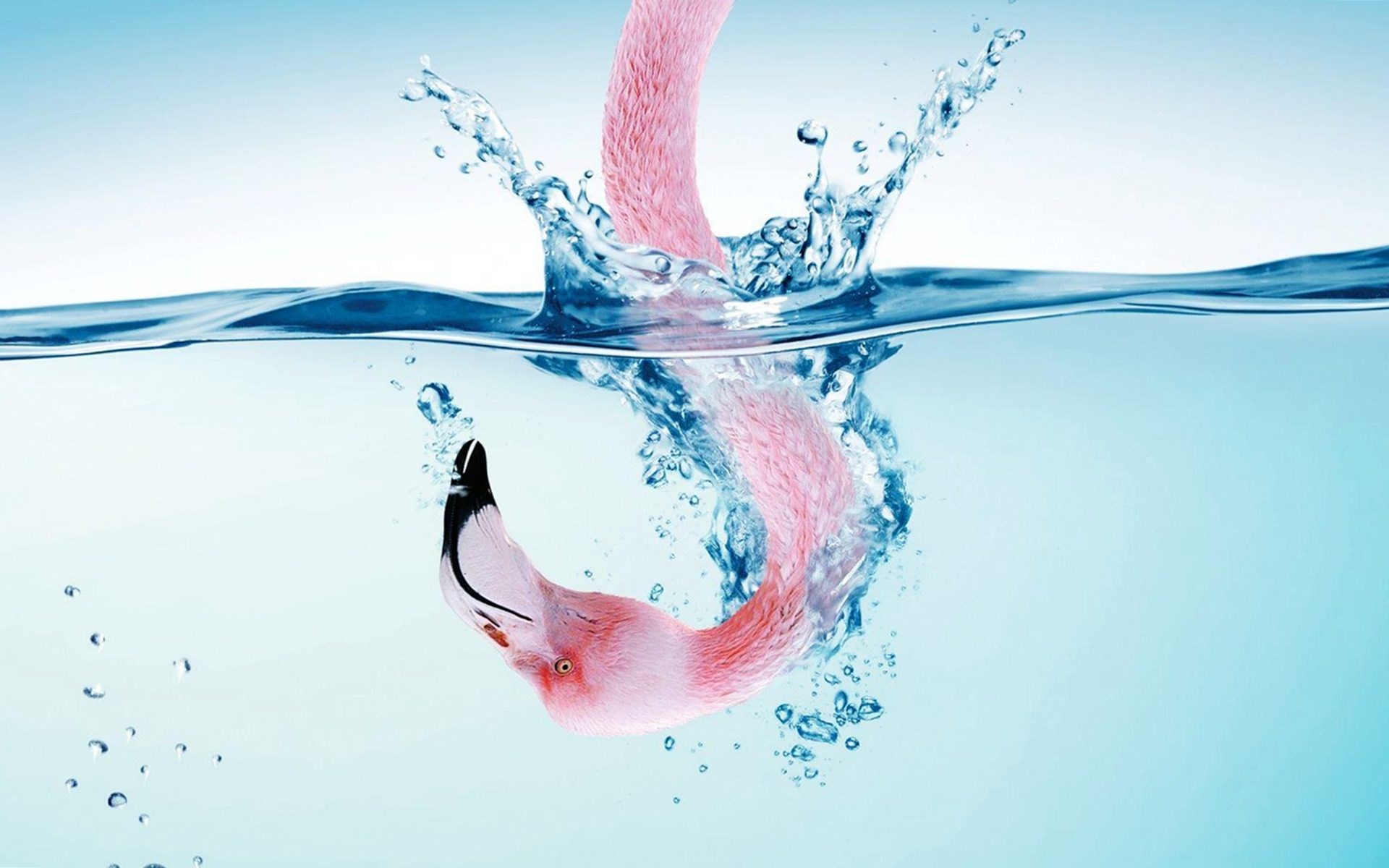 Flamingo diving into water with splash HD Wallpaper