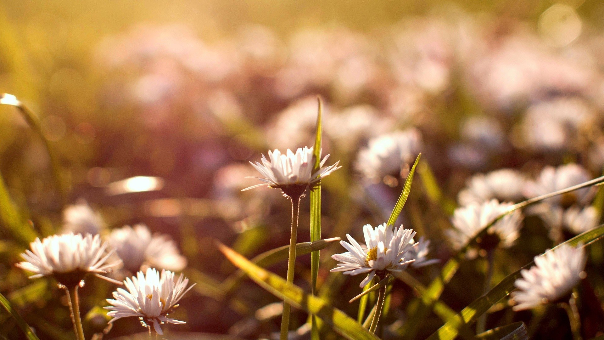 Close-up of white daisies in sunlight HD Wallpaper
