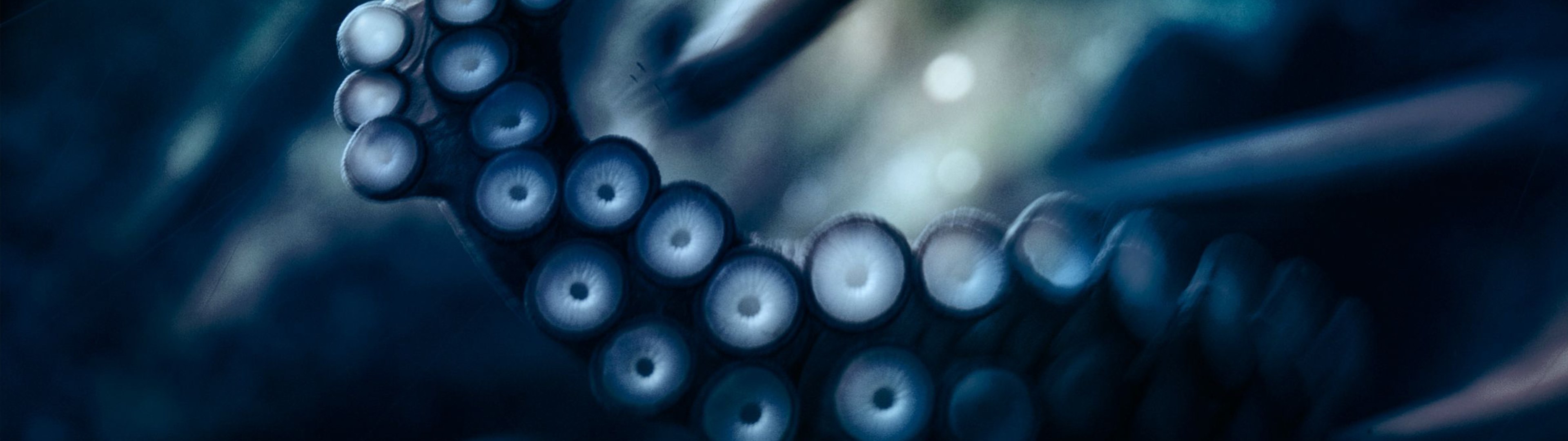 Close-up of Octopus Tentacle with Suckers HD Wallpaper