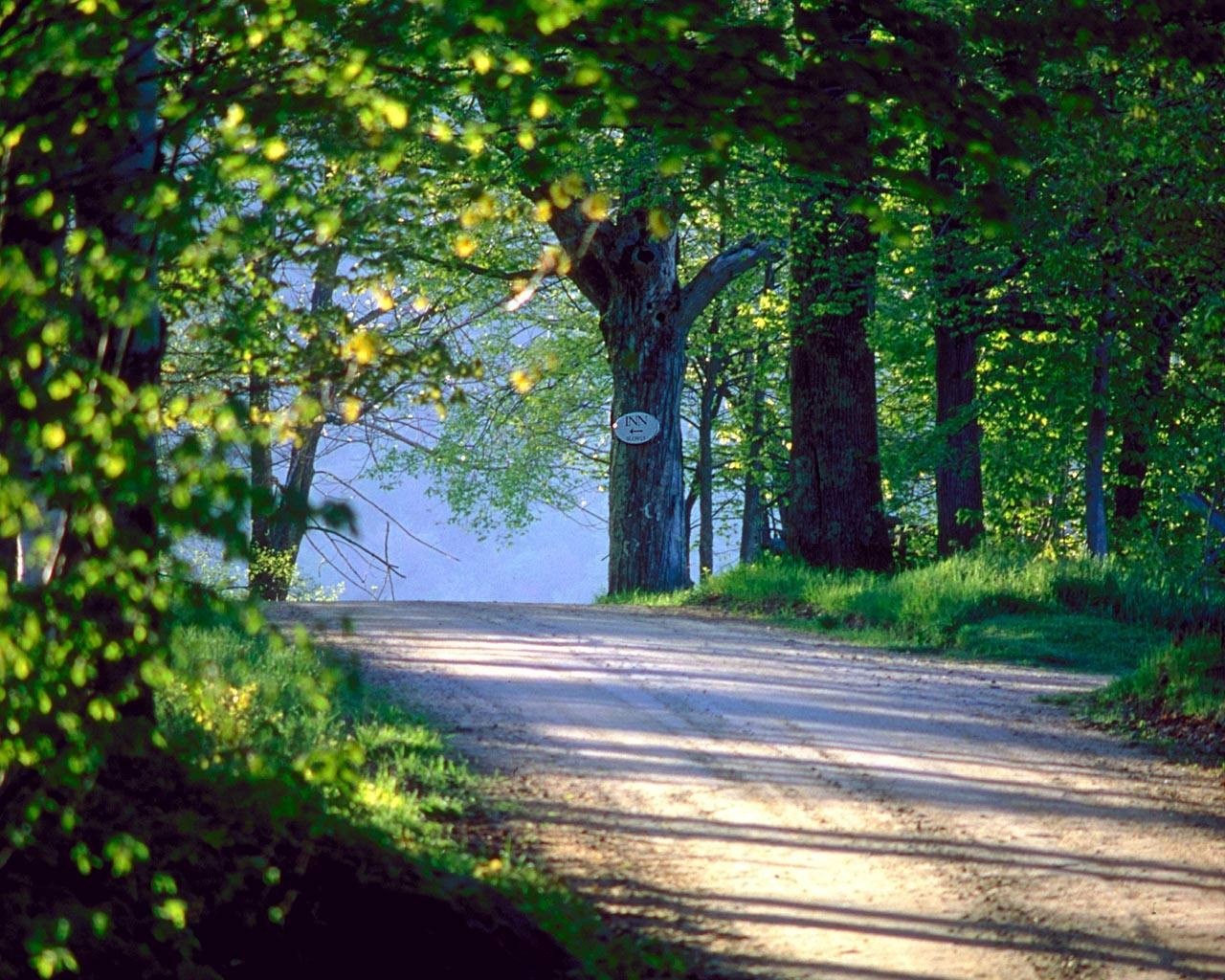 Dirt road through a sunlit forest HD Wallpaper