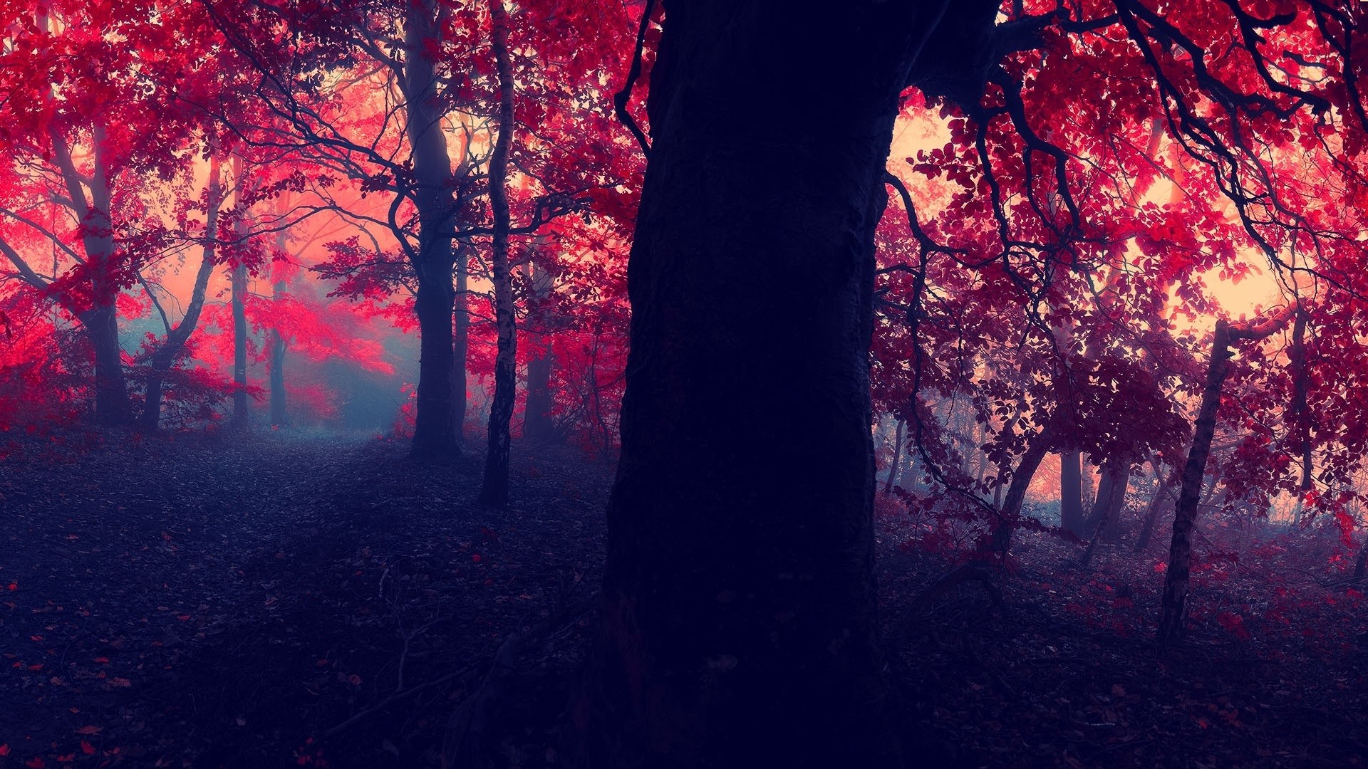 Red forest with fog HD Wallpaper