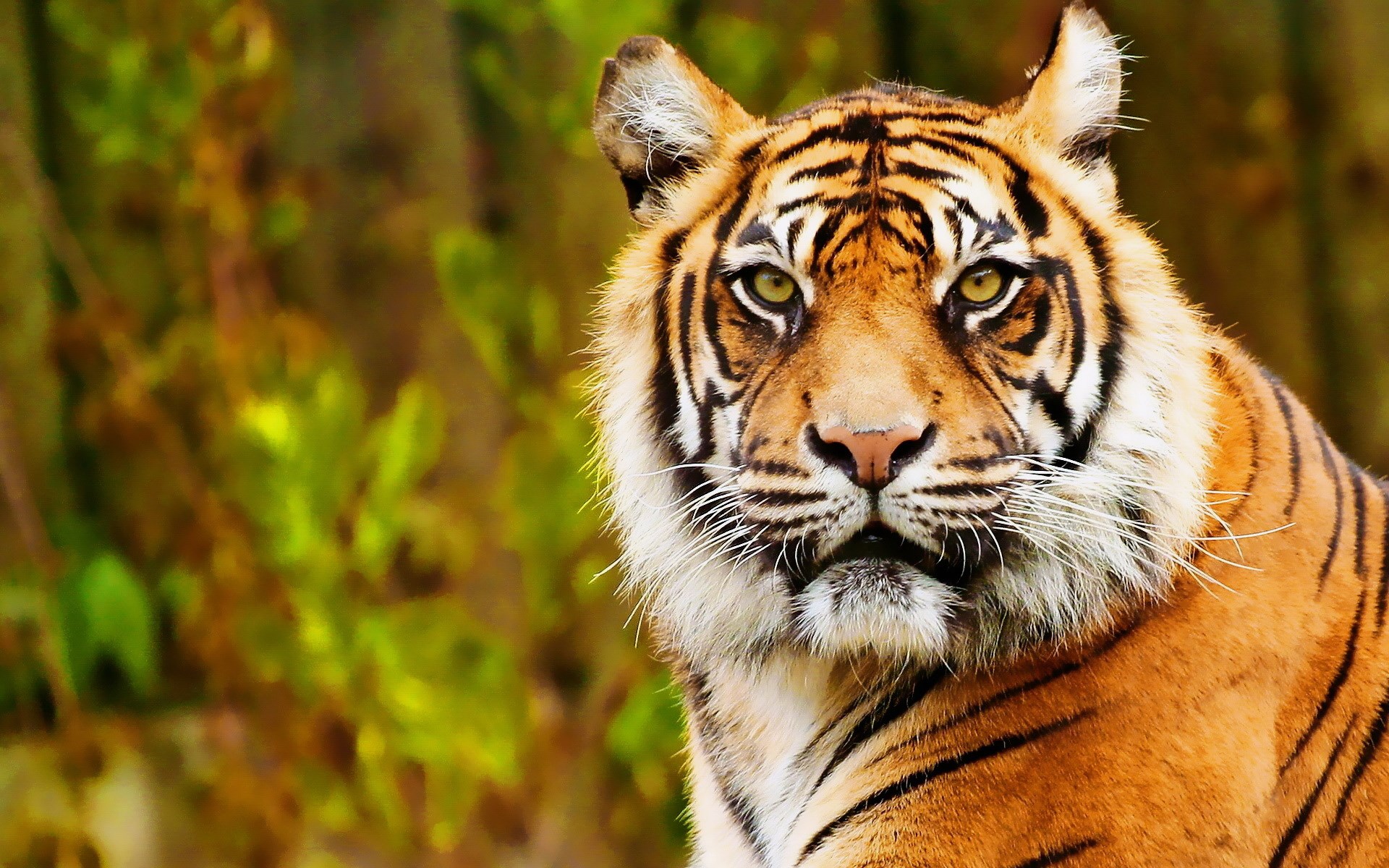 Close-up of a tiger's face HD Wallpaper