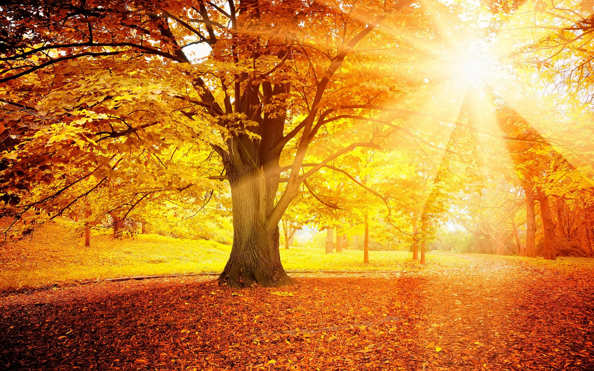 Autumn forest with sun rays HD Wallpaper