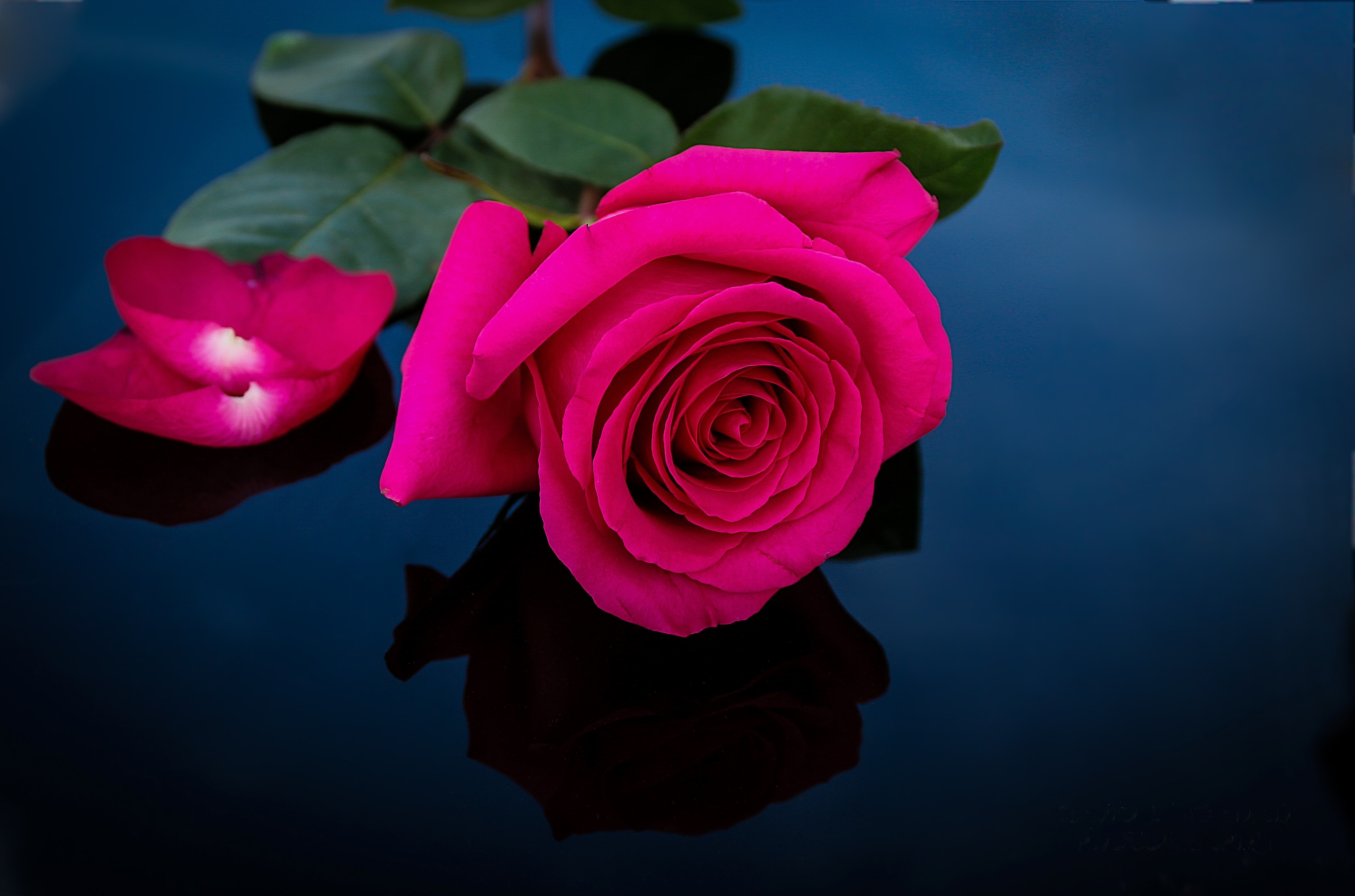 Pink rose with fallen petals on dark surface HD Wallpaper