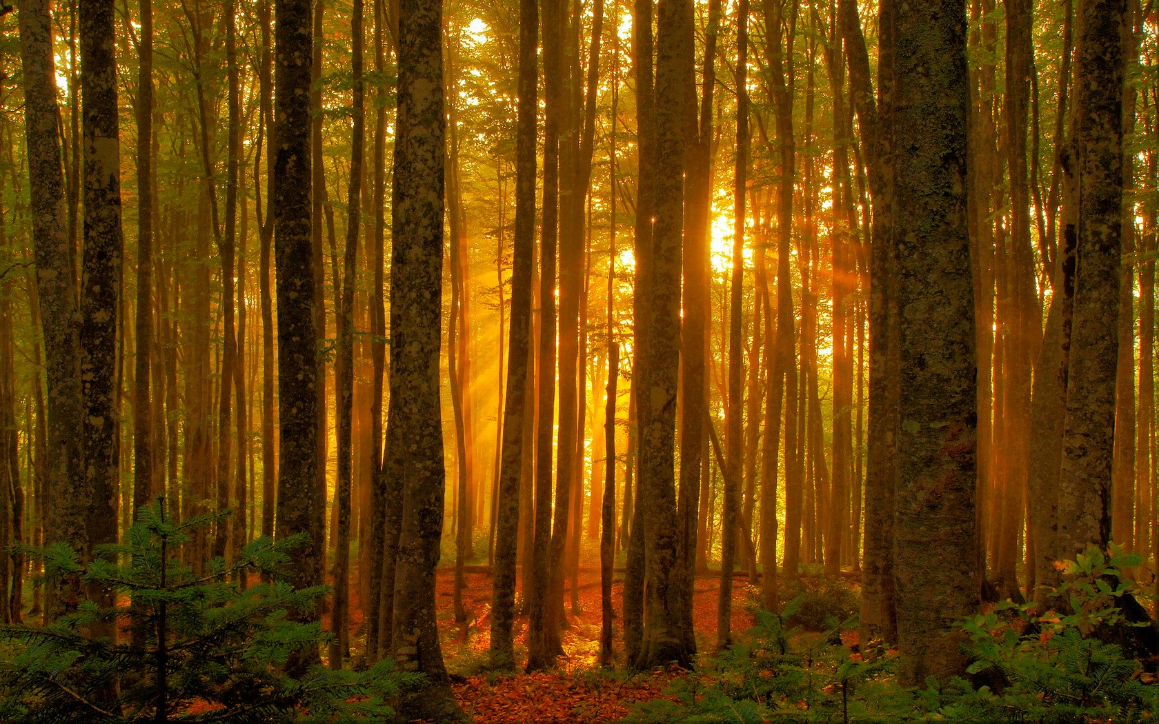 Sunlight filtering through a dense forest HD Wallpaper