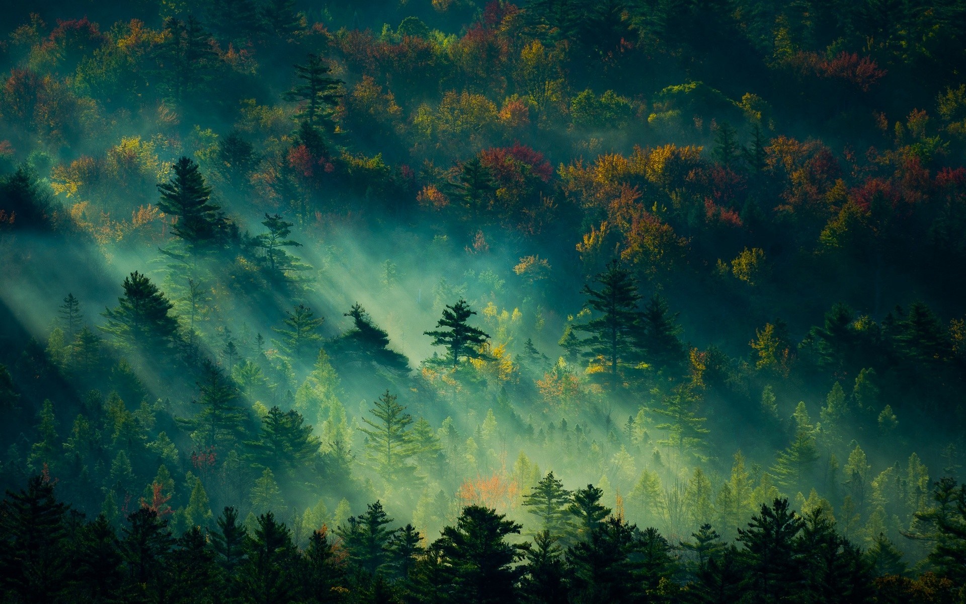 Sunbeams through a misty autumn forest HD Wallpaper
