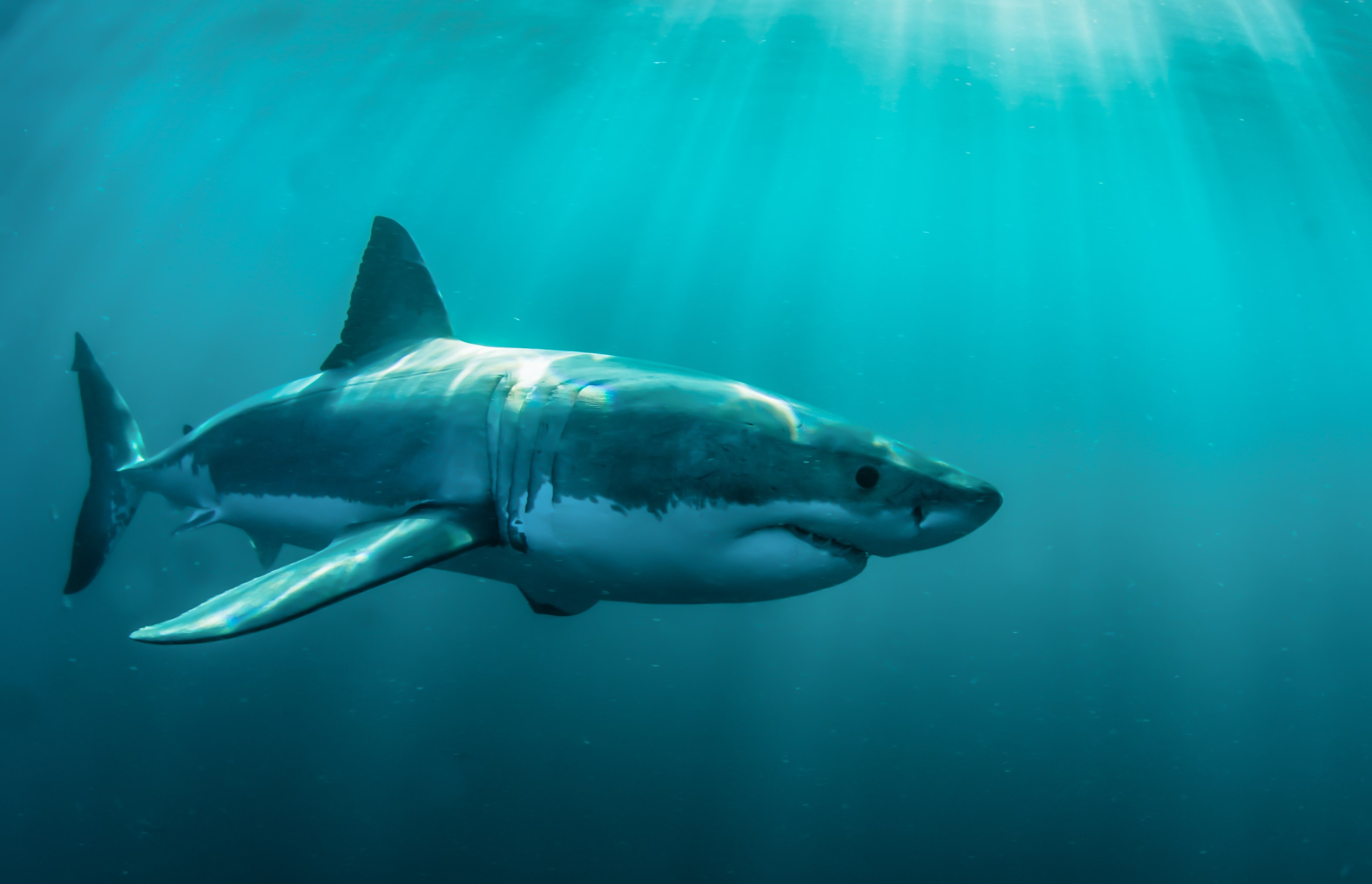Great white shark swimming underwater HD Wallpaper