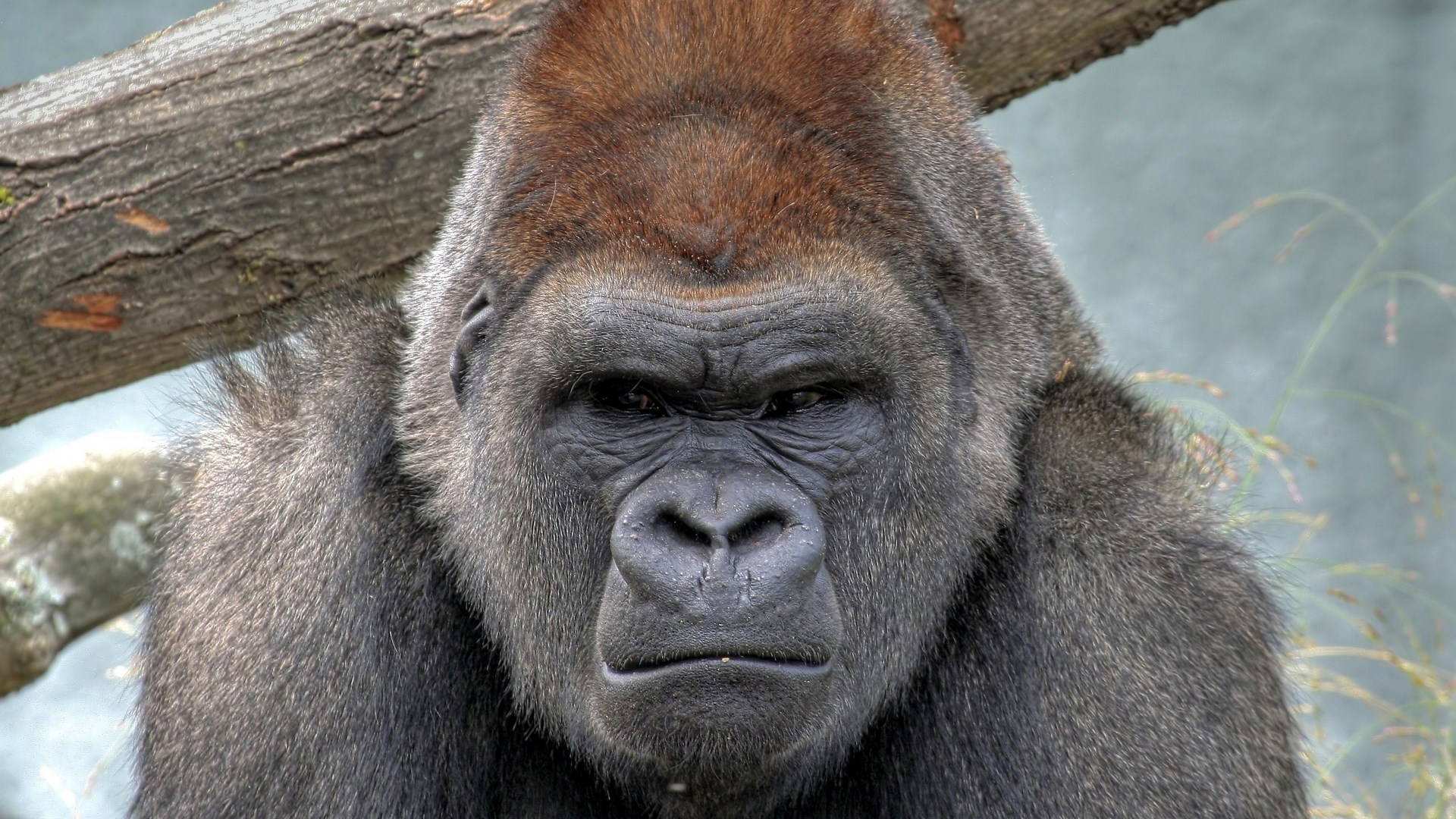 Close-up of a Strong Gorilla Face HD Wallpaper