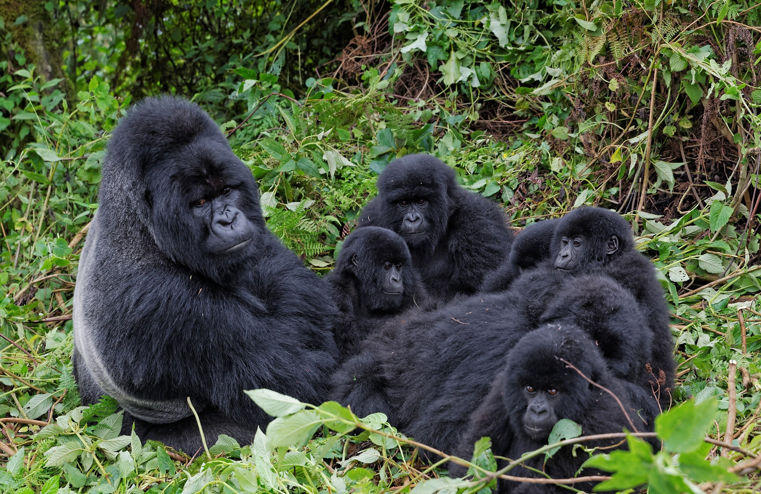 Peaceful Gorilla Family in Green Forest HD Wallpaper