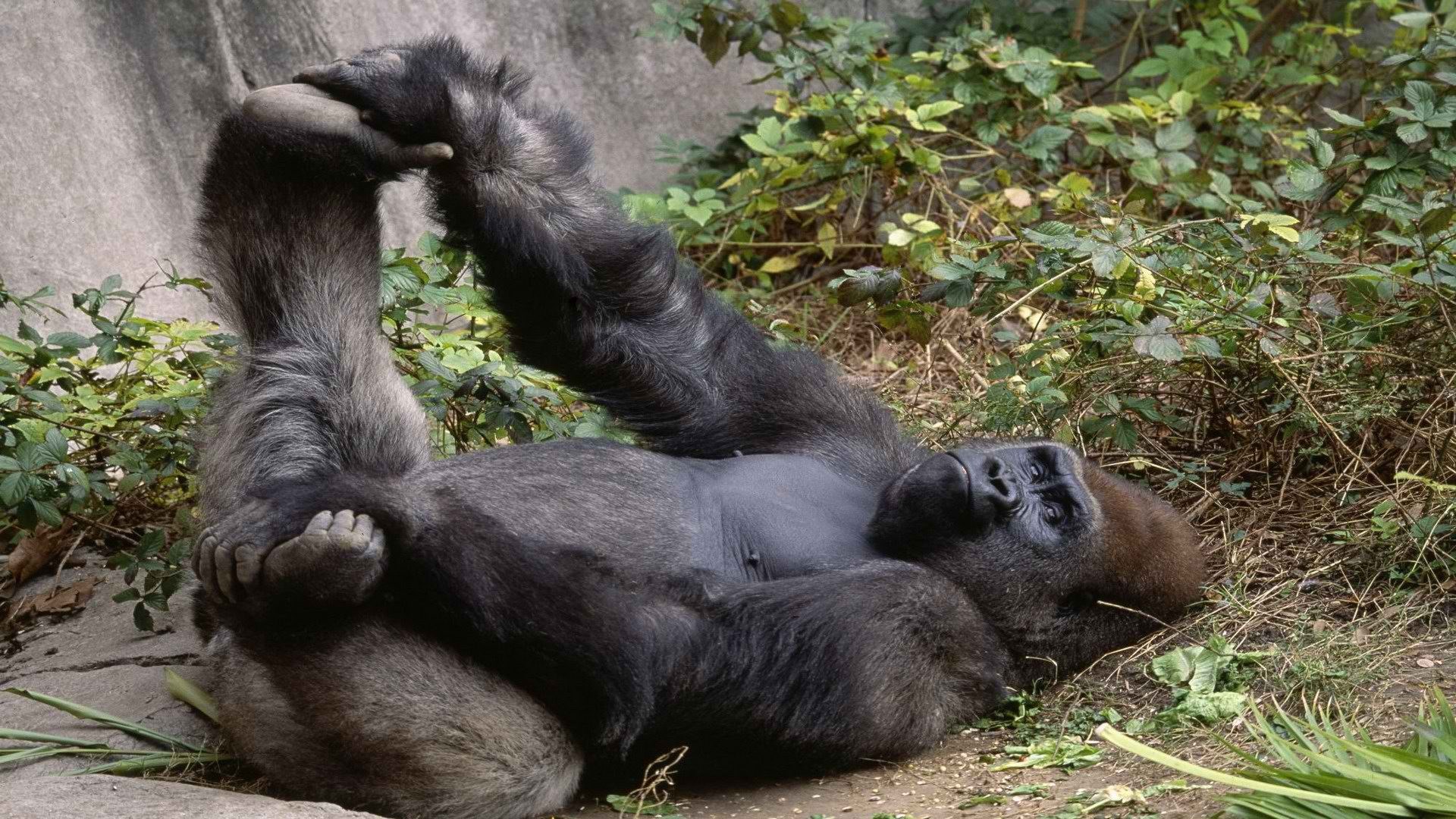 Relaxed Gorilla Lying on Ground HD Wallpaper