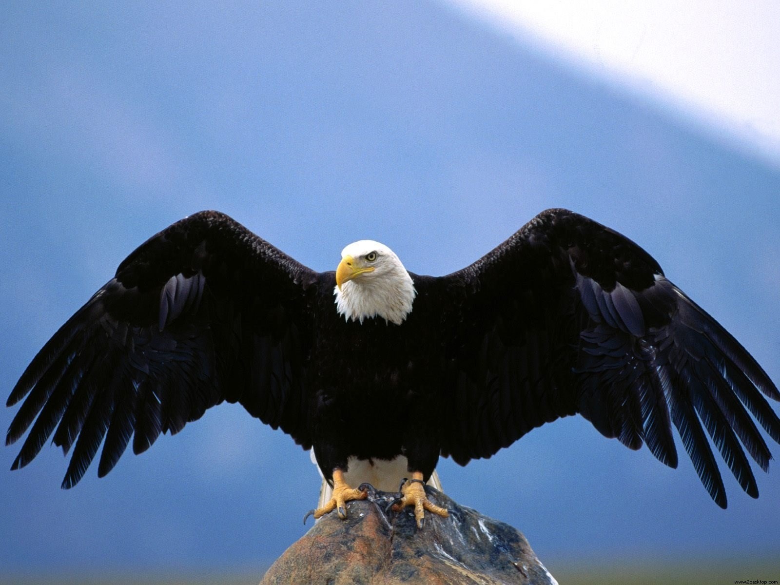 Bald eagle perched on a rock HD Wallpaper