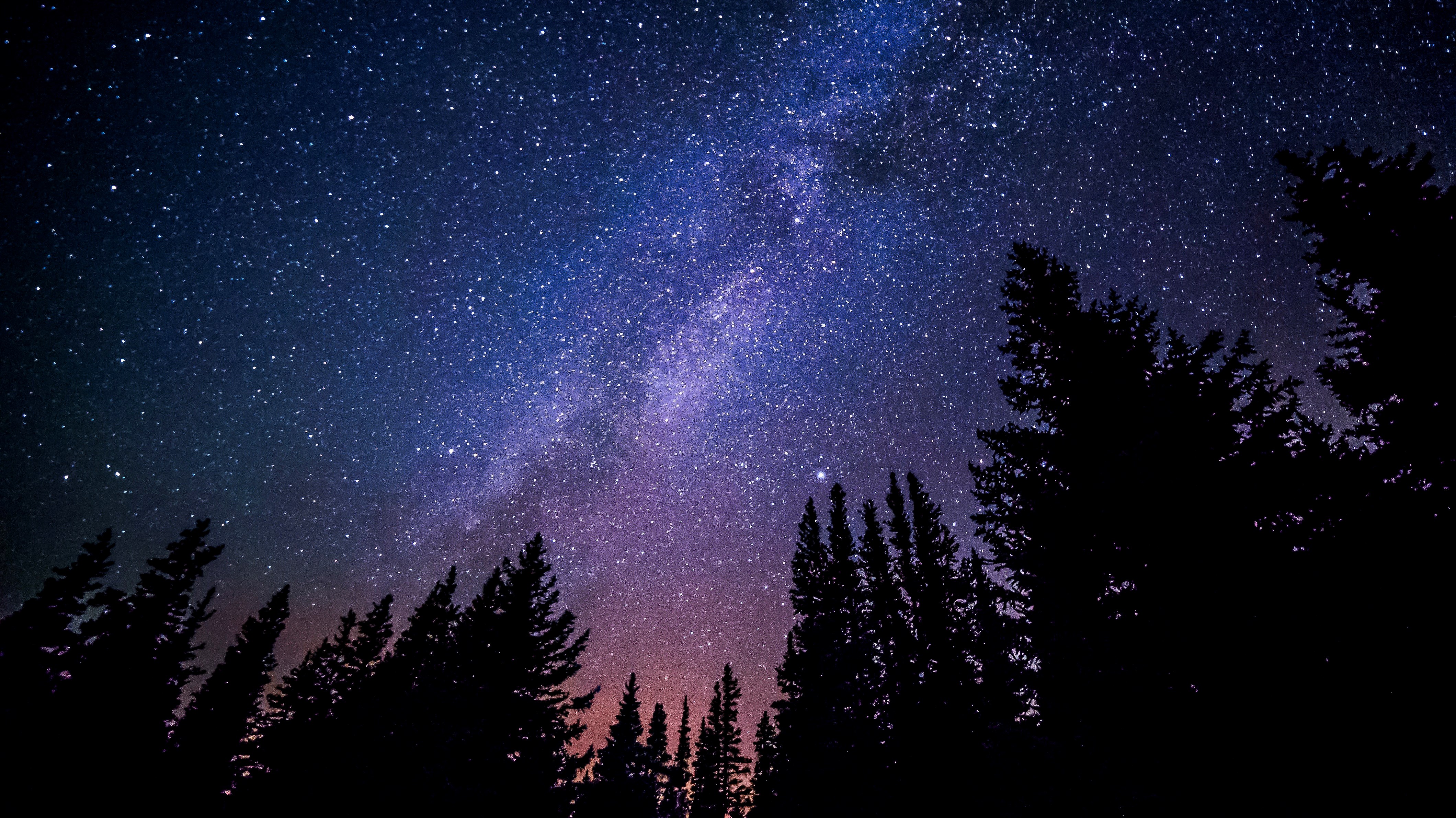 Milky Way galaxy over silhouetted pine trees HD Wallpaper