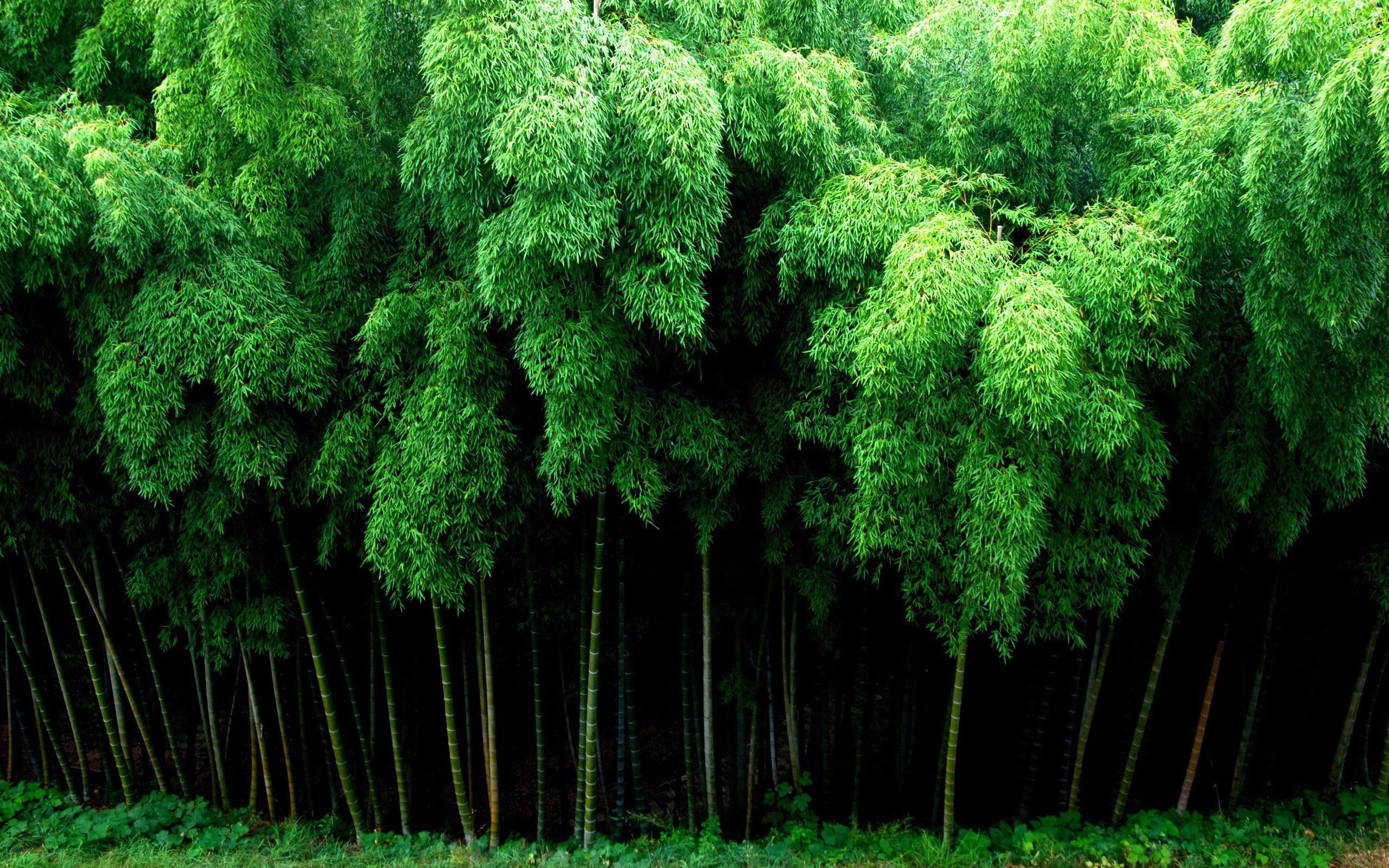 Bamboo forest with green leaves HD Wallpaper